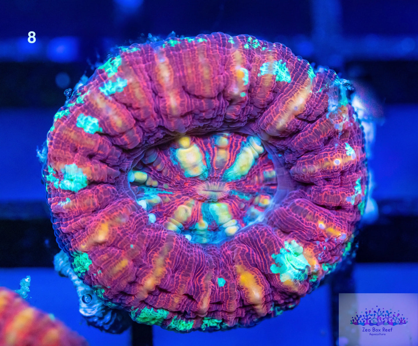 LPS- WA Ultra Red Button Scolymia LPS- WA Ultra Red Button Scolymia LPS LPS- WA Ultra Red Button Scolymia Zeo Box Reef