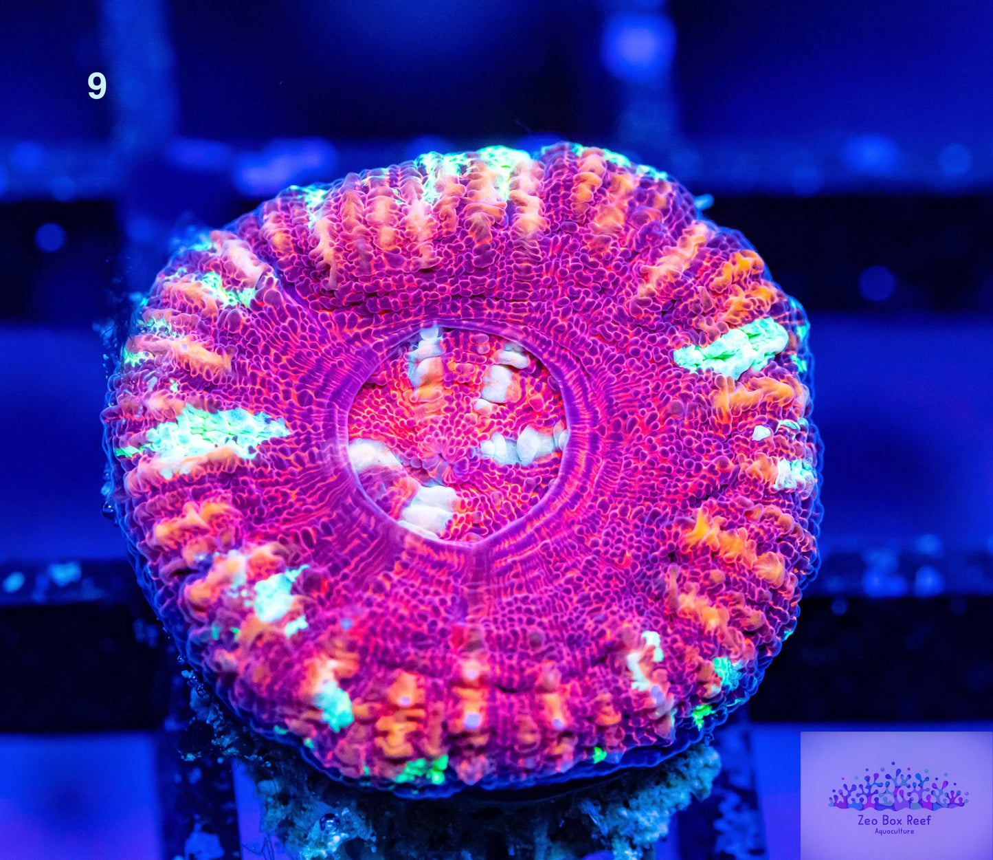 LPS- WA Ultra Red Button Scolymia LPS- WA Ultra Red Button Scolymia LPS LPS- WA Ultra Red Button Scolymia Zeo Box Reef