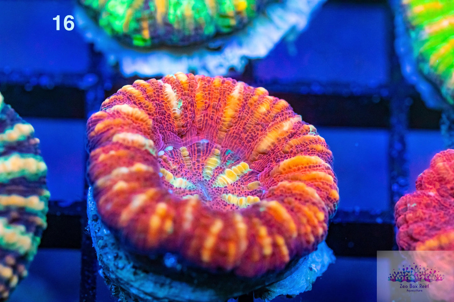 LPS- WA Ultra Red Button Scolymia LPS- WA Ultra Red Button Scolymia LPS LPS- WA Ultra Red Button Scolymia Zeo Box Reef