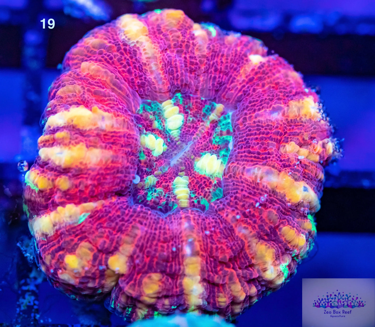 LPS- WA Ultra Red Button Scolymia LPS- WA Ultra Red Button Scolymia LPS LPS- WA Ultra Red Button Scolymia Zeo Box Reef