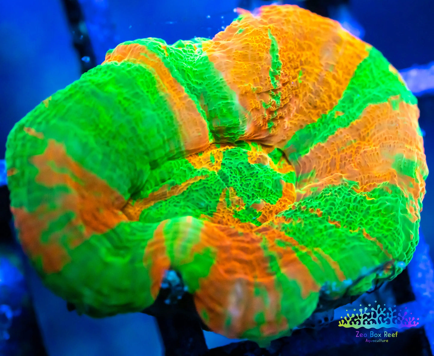 LPS Coral - Scolymia Australis- Scoly Coral WYSIWYG 3cm LPS Coral - Scolymia Australis- Scoly Coral WYSIWYG 3cm LPS LPS Coral - Scolymia Australis- Scoly Coral WYSIWYG 3cm Zeo Box Reef