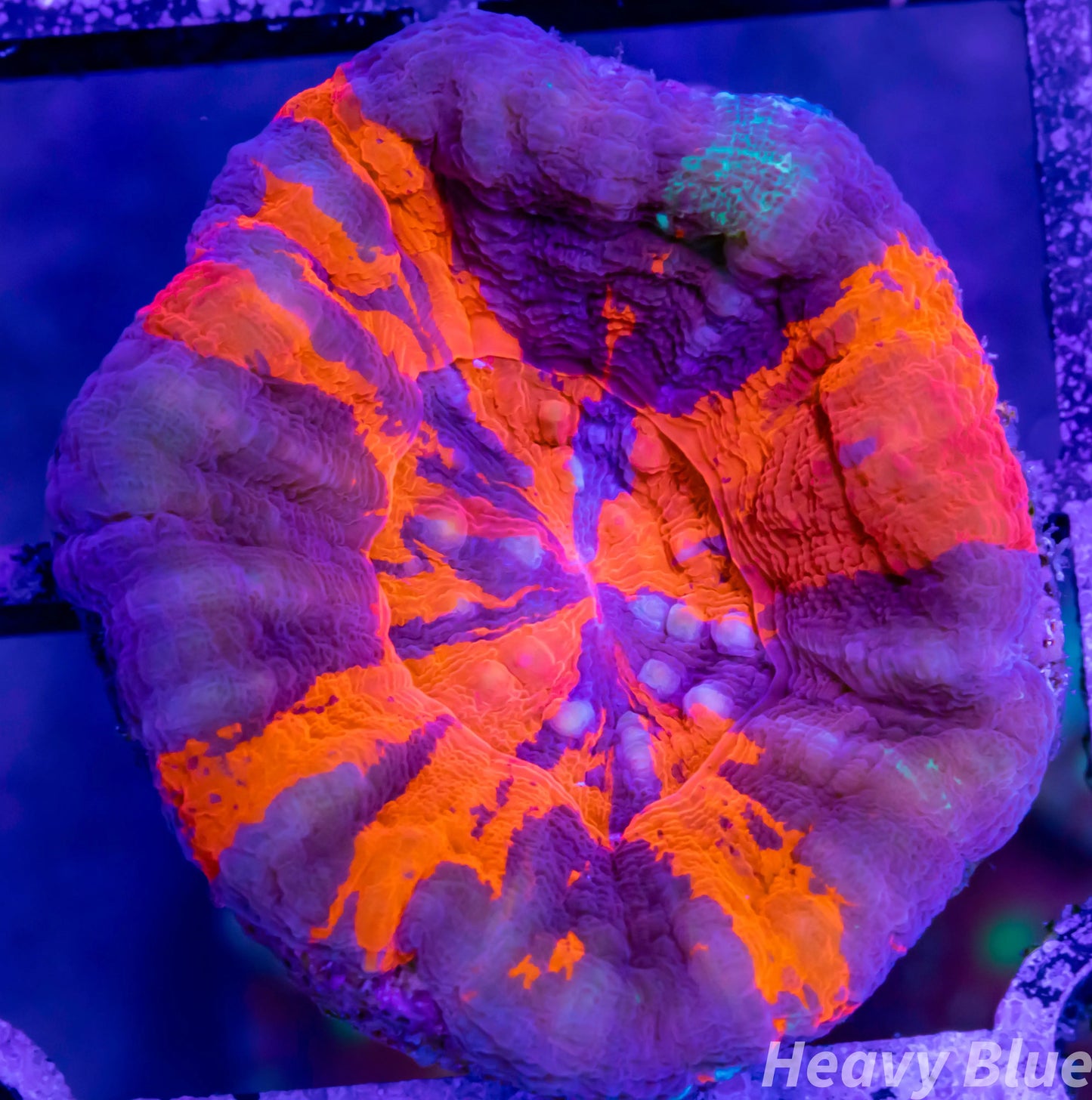 LPS Coral - Scolymia Australis- Scoly Coral WYSIWYG 3cm LPS Coral - Scolymia Australis- Scoly Coral WYSIWYG 3cm LPS LPS Coral - Scolymia Australis- Scoly Coral WYSIWYG 3cm Zeo Box Reef
