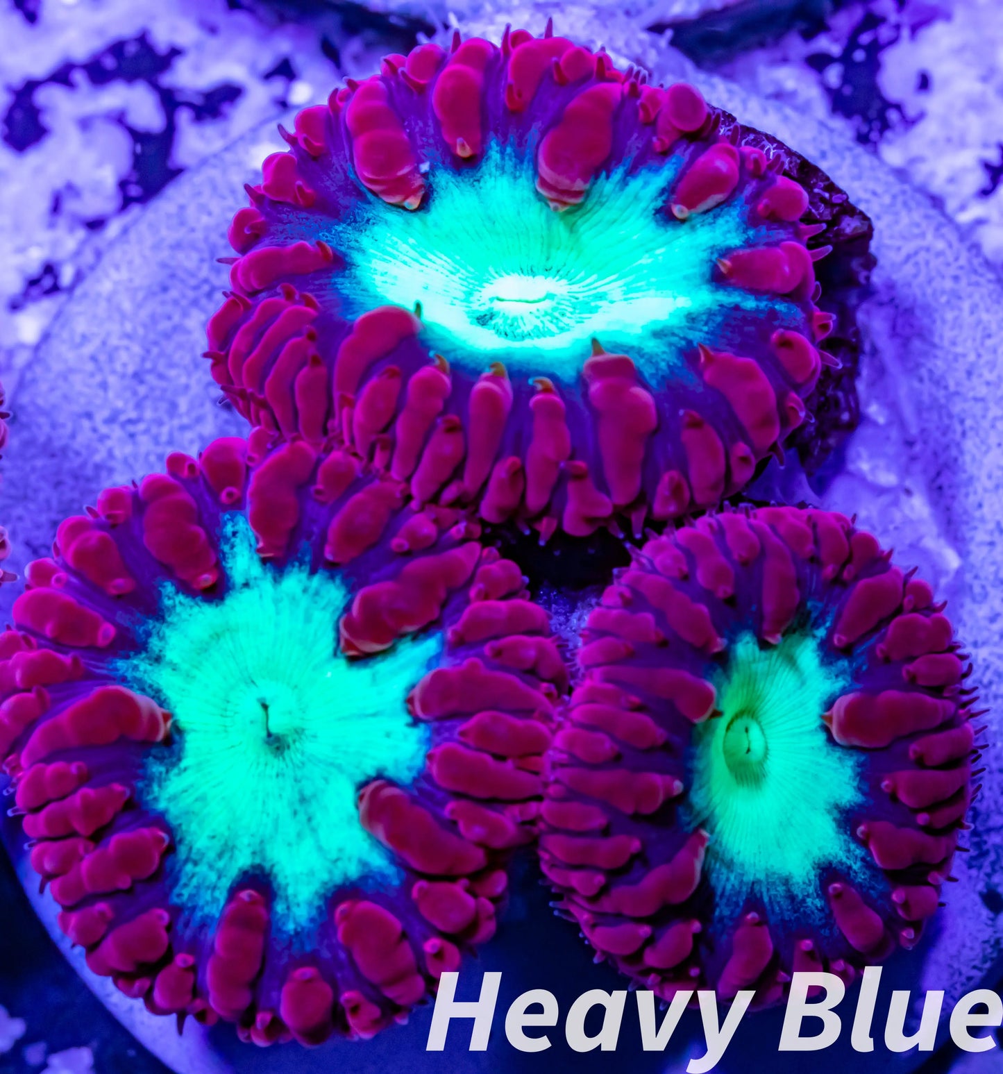LPS Coral- Blastomussa wellsi coral- Blasto Frag LPS Coral- Blastomussa wellsi coral- Blasto Frag LPS LPS Coral- Blastomussa wellsi coral- Blasto Frag Zeo Box Reef