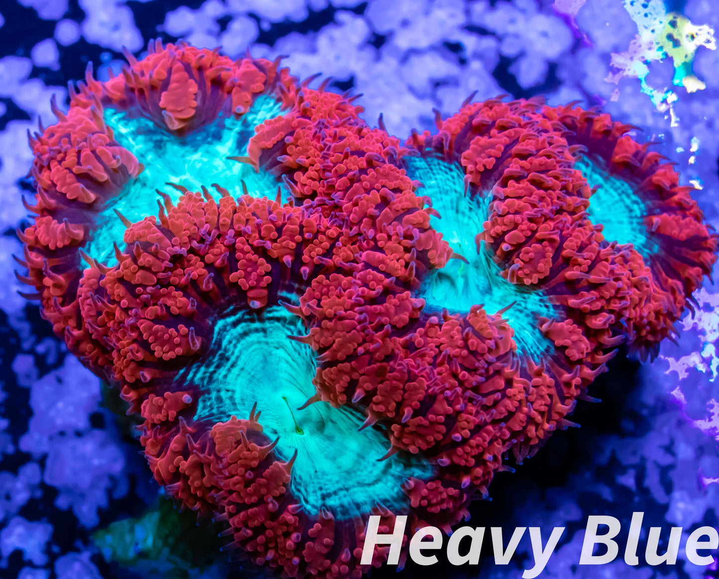 LPS Coral- Blastomussa wellsi coral- Blasto colony WYSIWYG 4cm LPS Coral- Blastomussa wellsi coral- Blasto colony WYSIWYG 4cm LPS LPS Coral- Blastomussa wellsi coral- Blasto colony WYSIWYG 4cm Zeo Box Reef