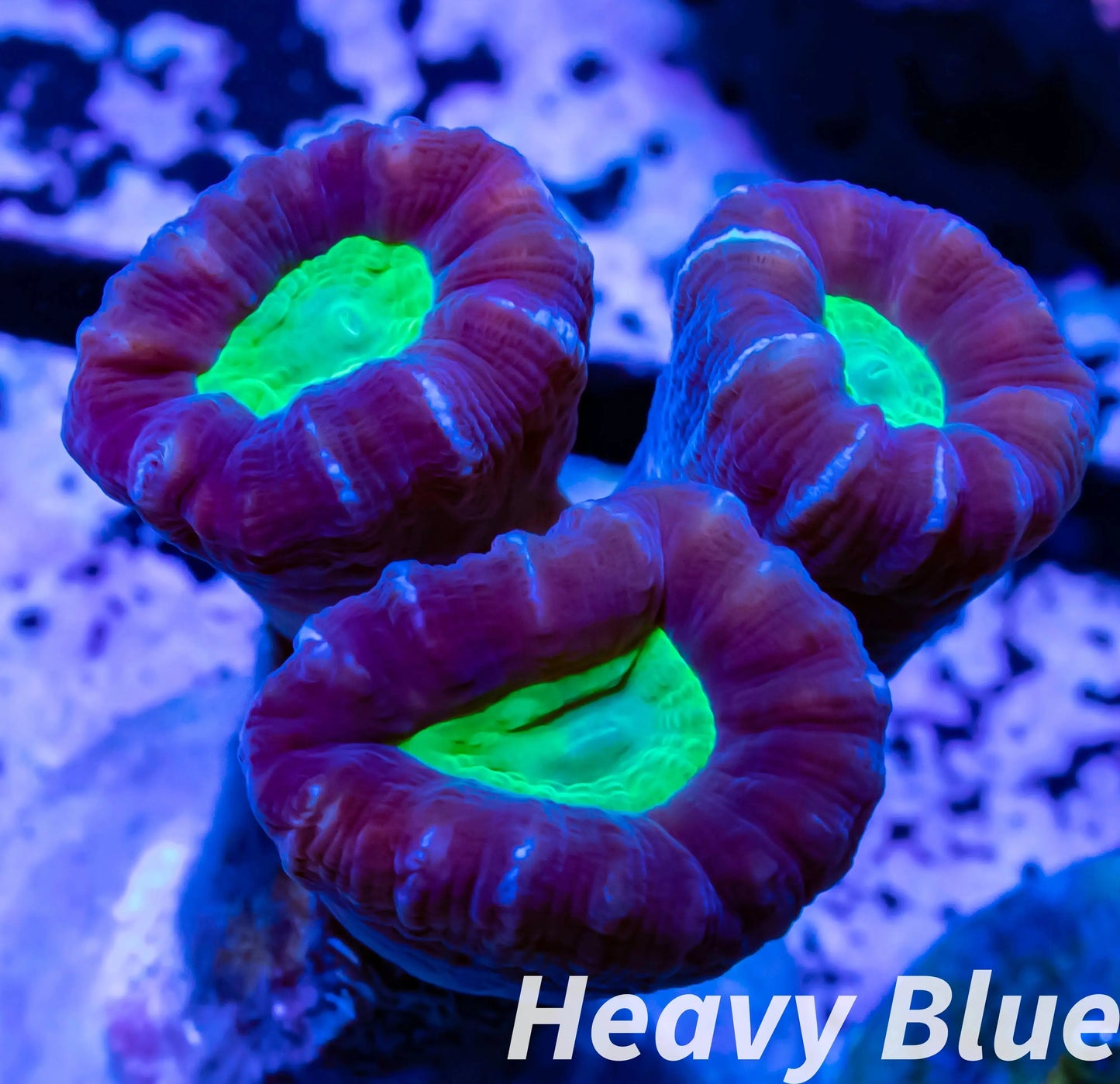 LPS Coral- Caulastraea- Purple Green Eye Candy Cane frag LPS Coral- Caulastraea- Purple Green Eye Candy Cane frag LPS LPS Coral- Caulastraea- Purple Green Eye Candy Cane frag Zeo Box Reef
