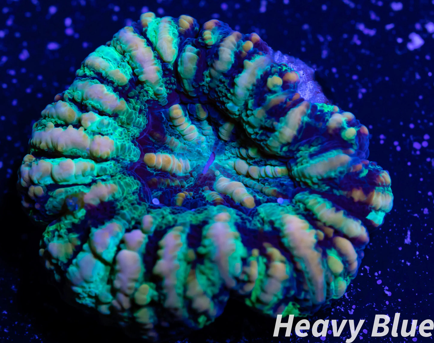 LPS Coral -WA Button Scolymia- Scoly Coral WYSIWYG 2cm LPS Coral -WA Button Scolymia- Scoly Coral WYSIWYG 2cm LPS LPS Coral -WA Button Scolymia- Scoly Coral WYSIWYG 2cm Zeo Box Reef