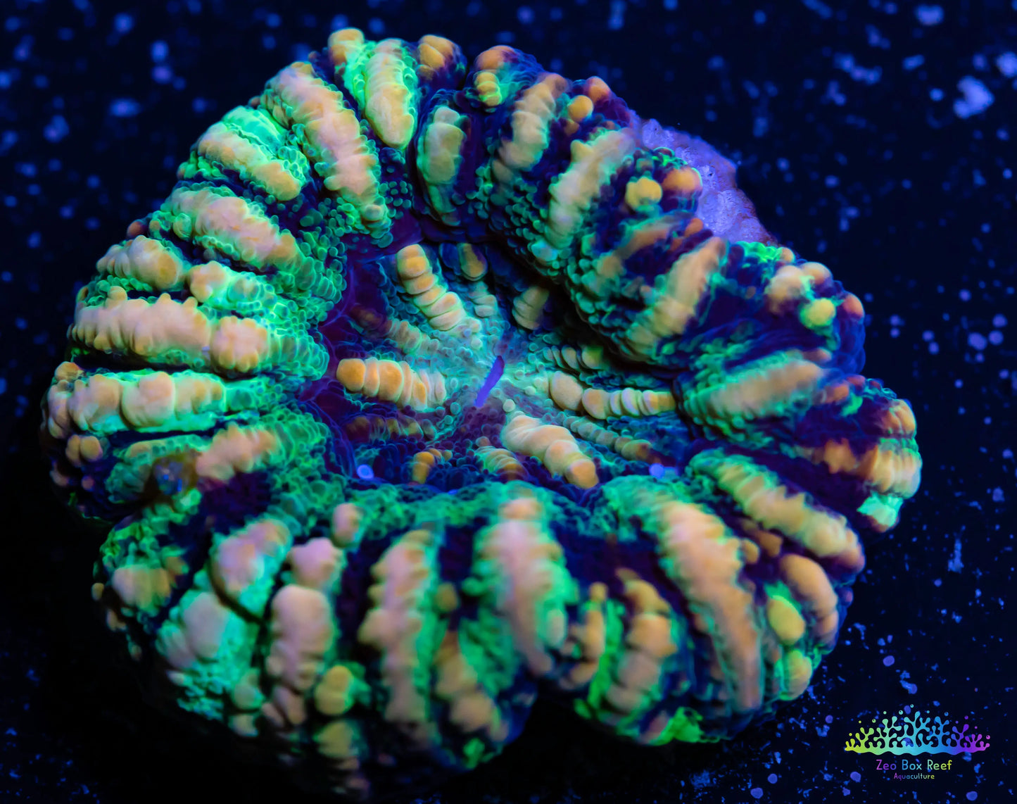 LPS Coral -WA Button Scolymia- Scoly Coral WYSIWYG 2cm LPS Coral -WA Button Scolymia- Scoly Coral WYSIWYG 2cm LPS LPS Coral -WA Button Scolymia- Scoly Coral WYSIWYG 2cm Zeo Box Reef