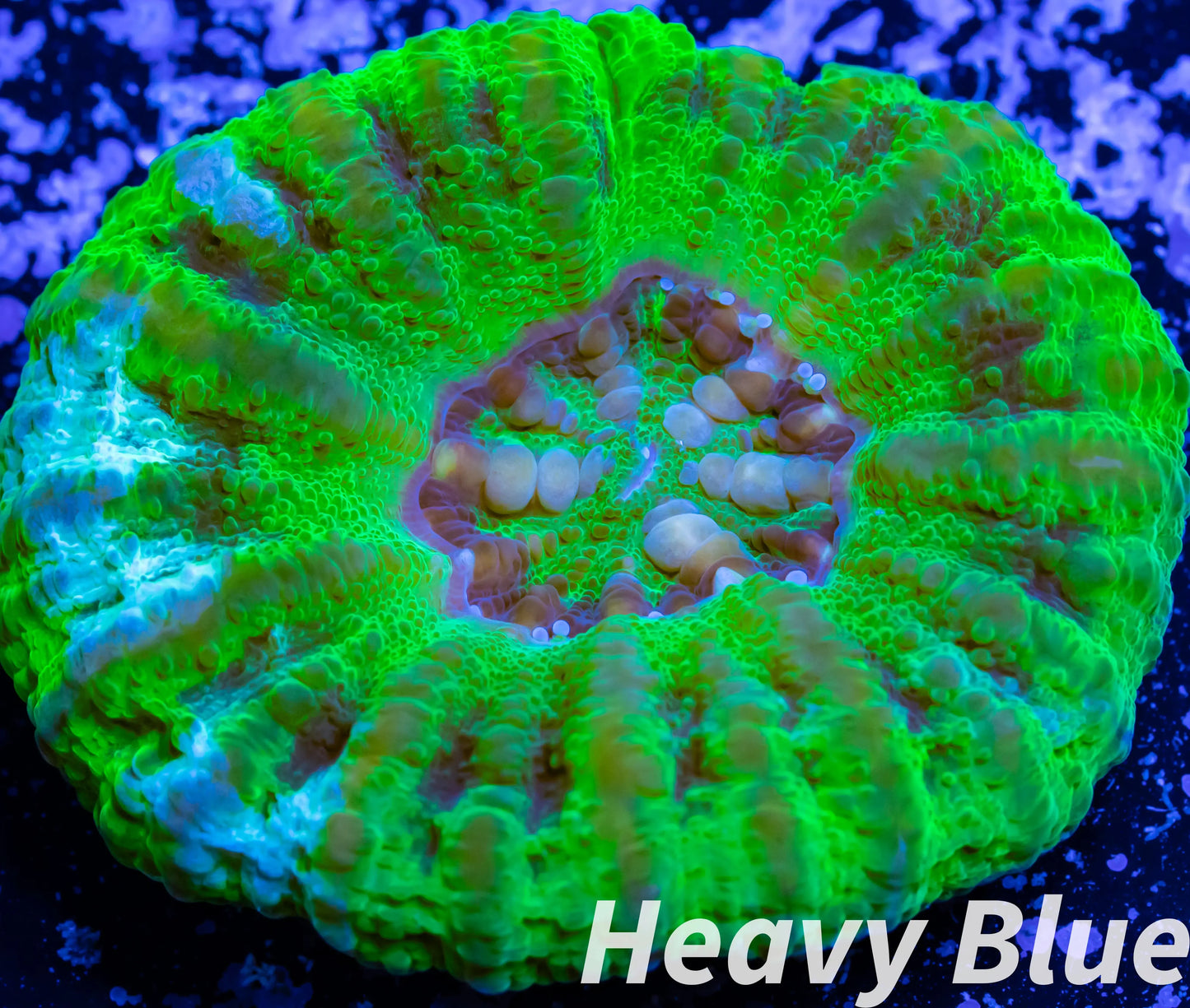 LPS Coral -WA Ultra Button Scolymia- Scoly WYSIWYG 2cm LPS Coral -WA Ultra Button Scolymia- Scoly WYSIWYG 2cm LPS LPS Coral -WA Ultra Button Scolymia- Scoly WYSIWYG 2cm Zeo Box Reef