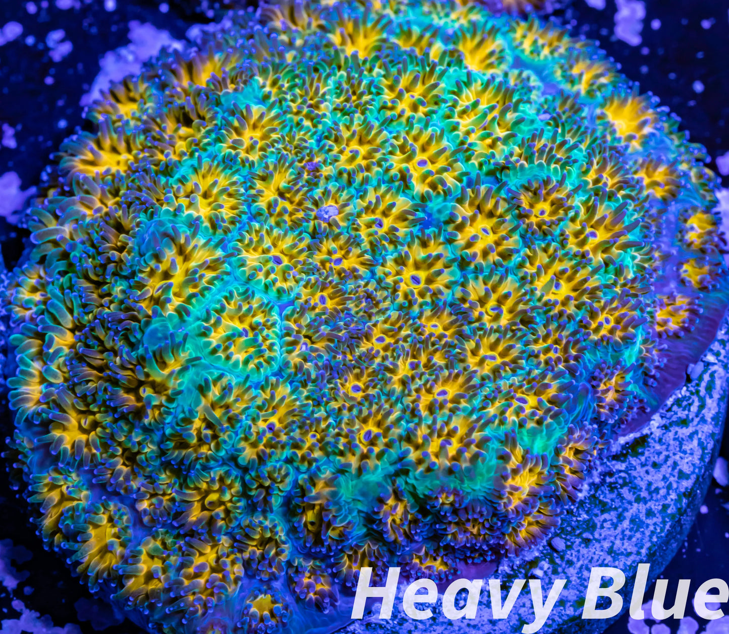 LPS coral - Leptastrea Coral - Frag- Bizaro Lepto LPS coral - Leptastrea Coral - Frag- Bizaro Lepto Home & Garden LPS coral - Leptastrea Coral - Frag- Bizaro Lepto Zeo Box Reef