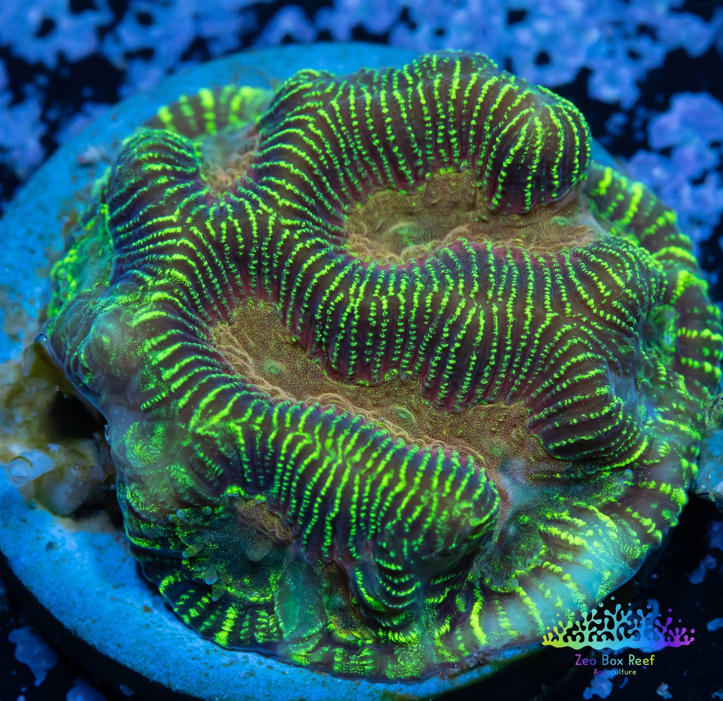 Leptoseris Coral - LPS - Lepto Frag WYSIWYG Leptoseris Coral - LPS - Lepto Frag WYSIWYG Pet Supplies Leptoseris Coral - LPS - Lepto Frag WYSIWYG Zeo Box Reef