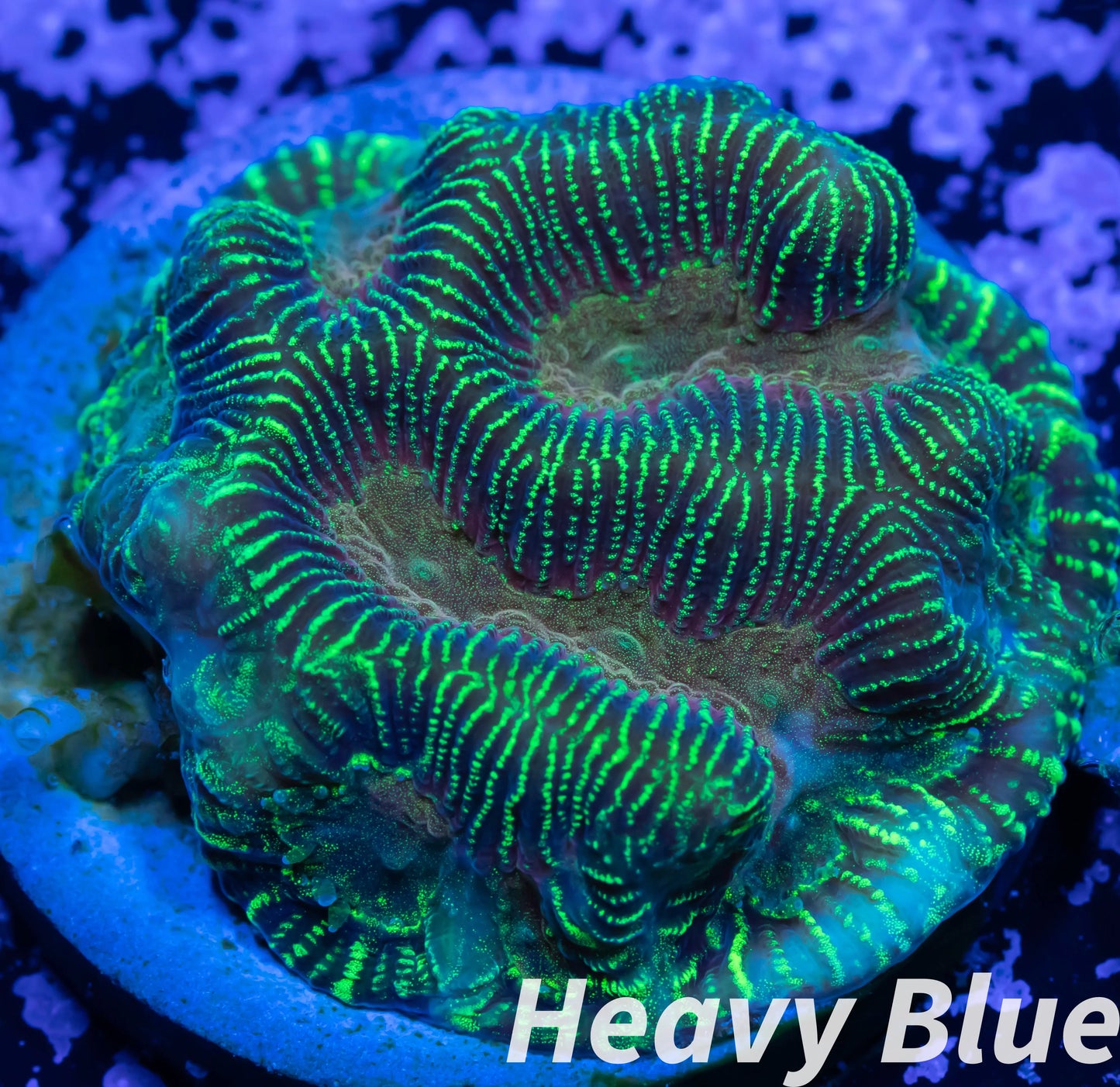 Leptoseris Coral - LPS - Lepto Frag WYSIWYG Leptoseris Coral - LPS - Lepto Frag WYSIWYG Pet Supplies Leptoseris Coral - LPS - Lepto Frag WYSIWYG Zeo Box Reef