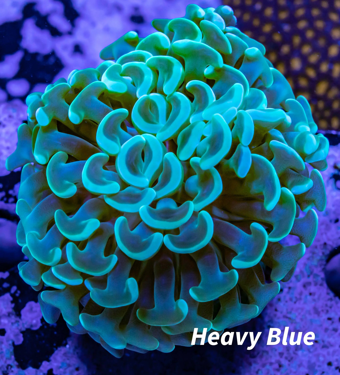 Lime Green Tip Hammer Coral WYSIWYG 5cm Lime Green Tip Hammer Coral WYSIWYG 5cm Aquarium Decor Lime Green Tip Hammer Coral WYSIWYG 5cm Zeo Box Reef