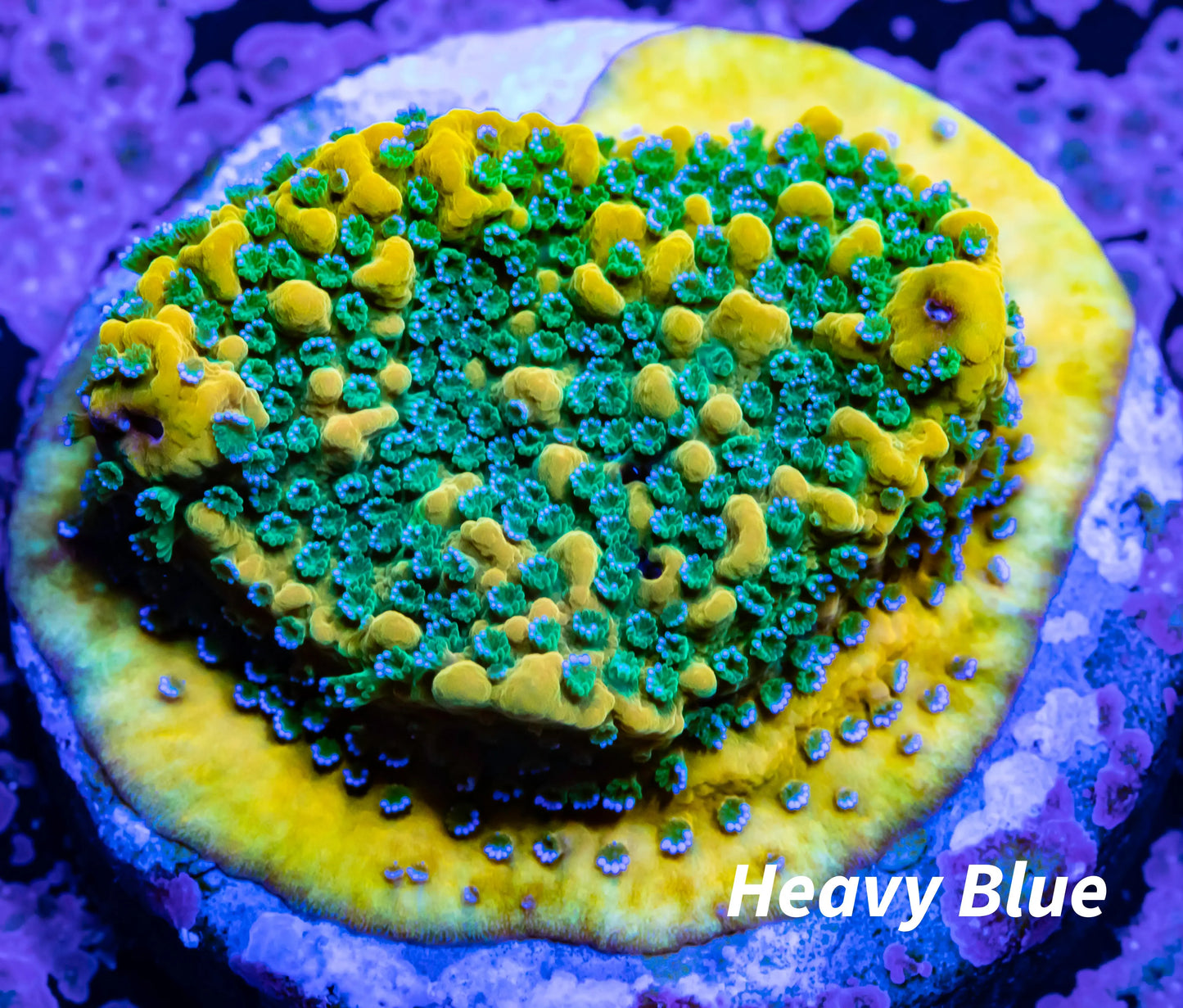 Montipora Coral- Frag- Monti Montipora Coral- Frag- Monti SPS Montipora Coral- Frag- Monti Zeo Box Reef