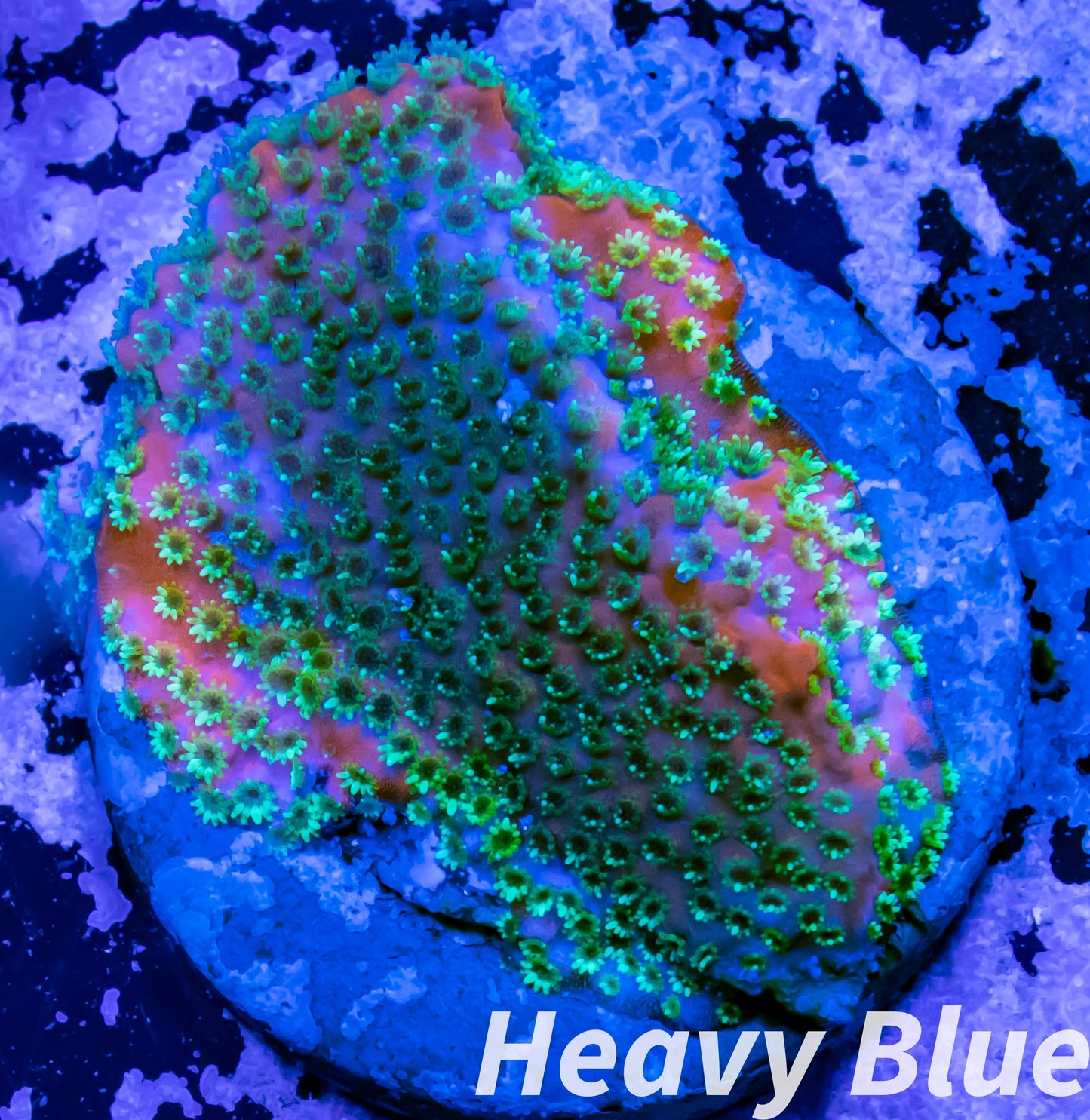 Montipora Coral- SPS Frag- Fairy Lights Monti Montipora Coral- SPS Frag- Fairy Lights Monti SPS Montipora Coral- SPS Frag- Fairy Lights Monti Zeo Box Reef