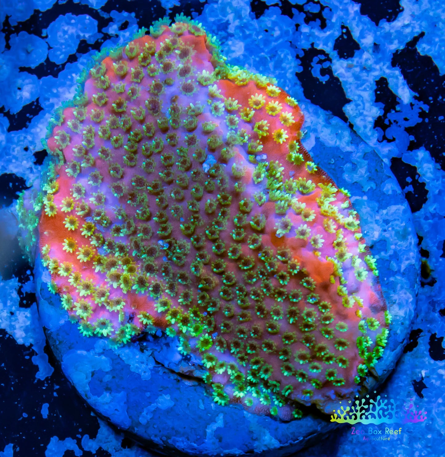 Montipora Coral- SPS Frag- Fairy Lights Monti Montipora Coral- SPS Frag- Fairy Lights Monti SPS Montipora Coral- SPS Frag- Fairy Lights Monti Zeo Box Reef