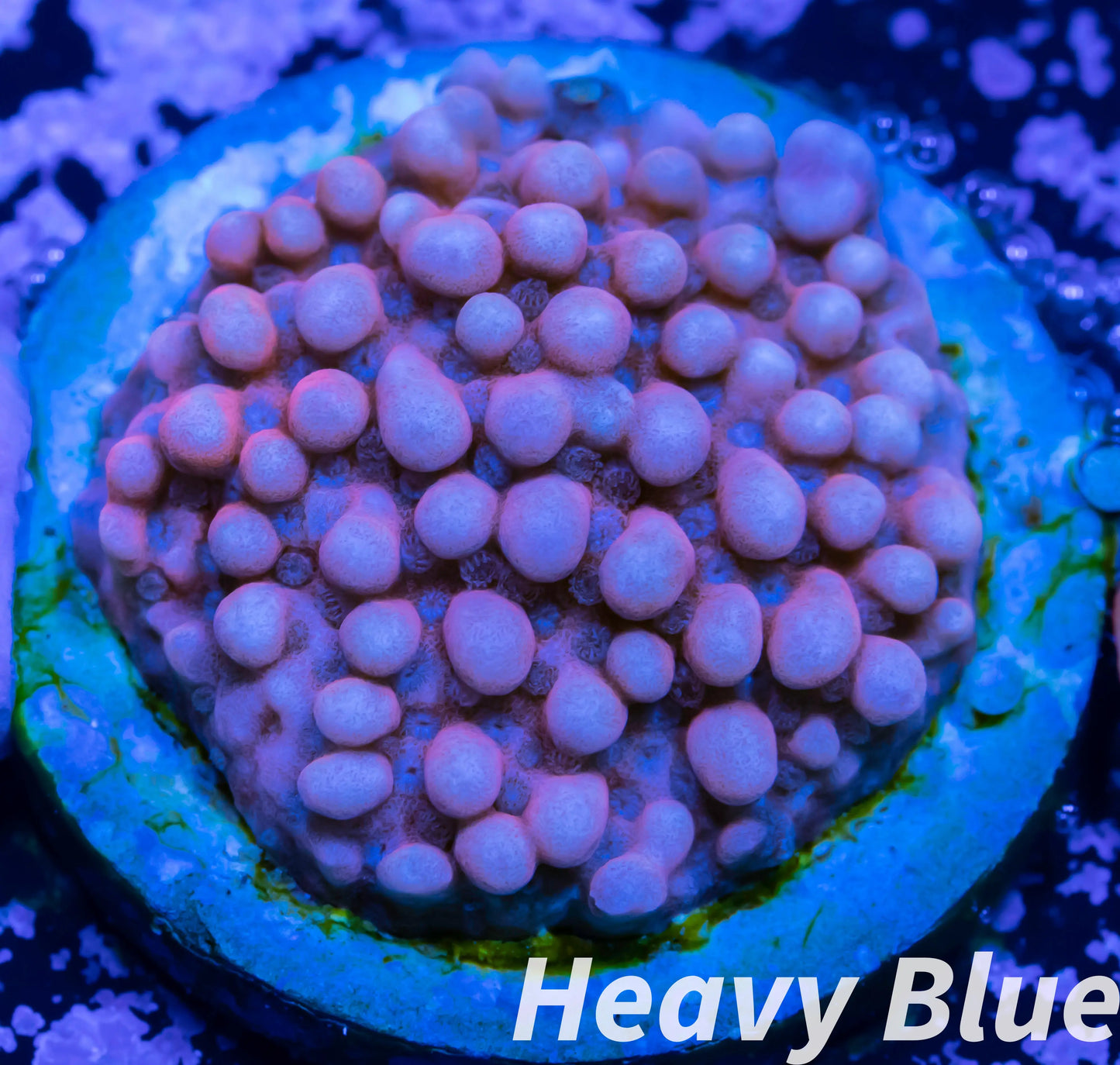 Montipora Coral- SPS Frag- Monti WYSIWYG Montipora Coral- SPS Frag- Monti WYSIWYG SPS Montipora Coral- SPS Frag- Monti WYSIWYG Zeo Box Reef
