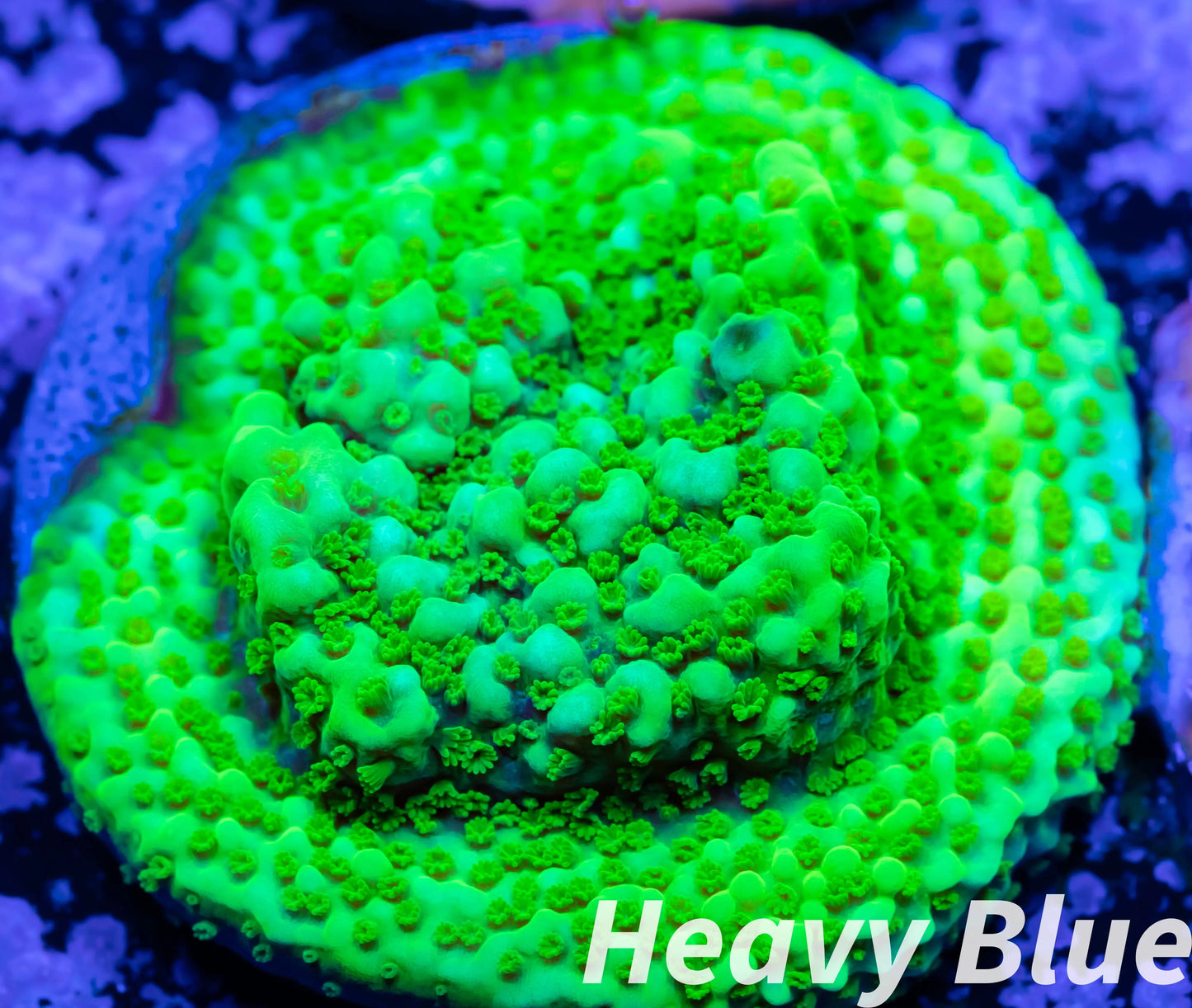 Montipora Coral- SPS Frag- Monti WYSIWYG Montipora Coral- SPS Frag- Monti WYSIWYG SPS Montipora Coral- SPS Frag- Monti WYSIWYG Zeo Box Reef
