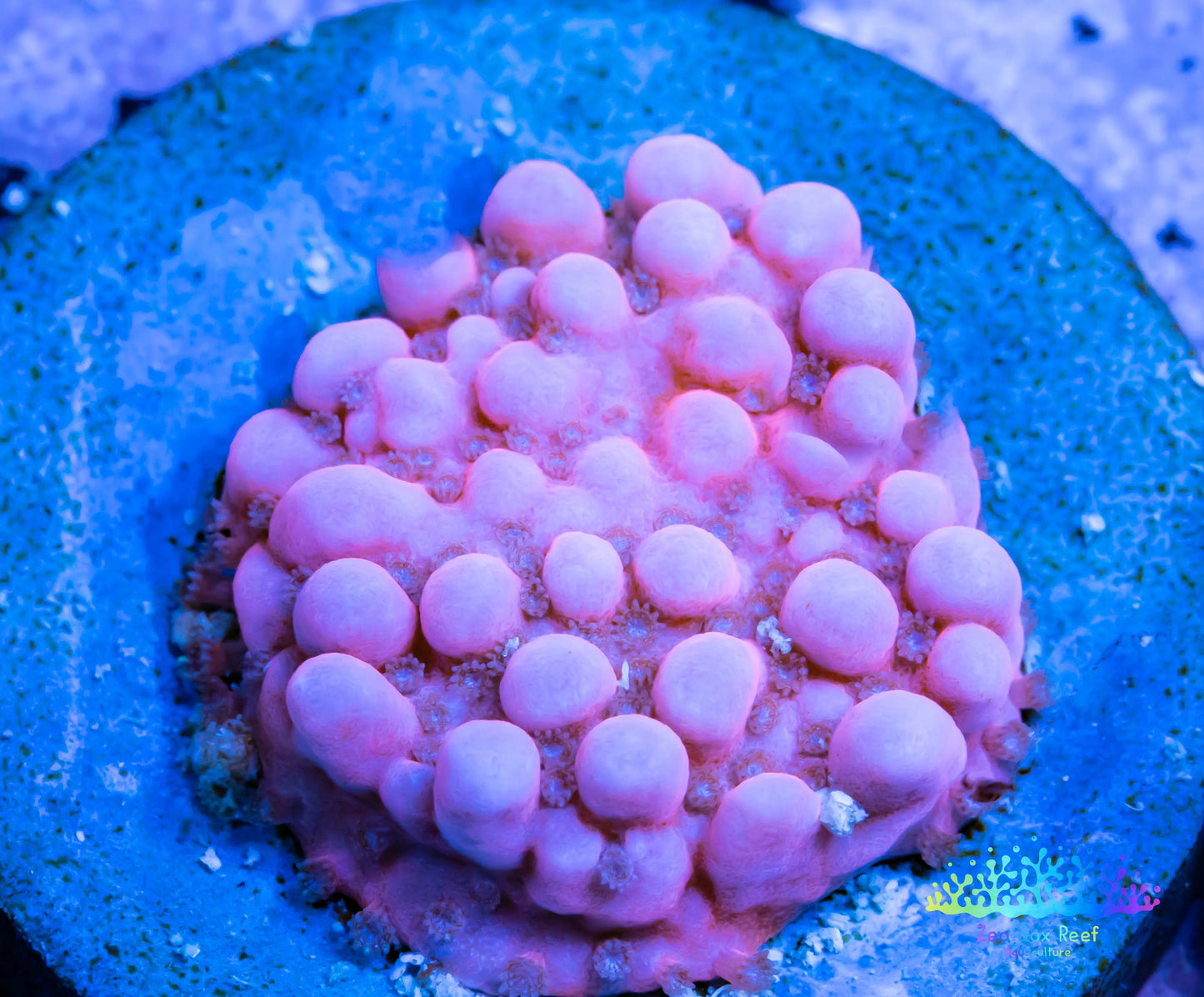 Montipora Coral- SPS Frag- Monti WYSIWYG Montipora Coral- SPS Frag- Monti WYSIWYG SPS Montipora Coral- SPS Frag- Monti WYSIWYG Zeo Box Reef