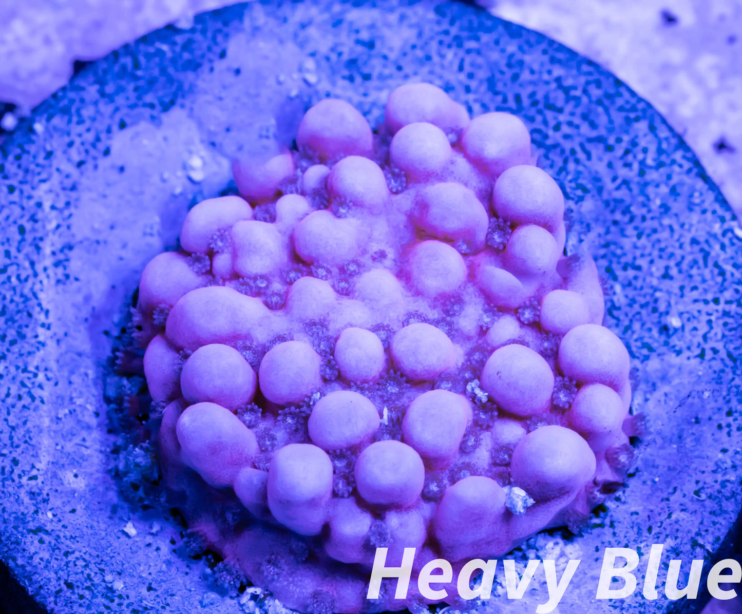 Montipora Coral- SPS Frag- Monti WYSIWYG Montipora Coral- SPS Frag- Monti WYSIWYG SPS Montipora Coral- SPS Frag- Monti WYSIWYG Zeo Box Reef