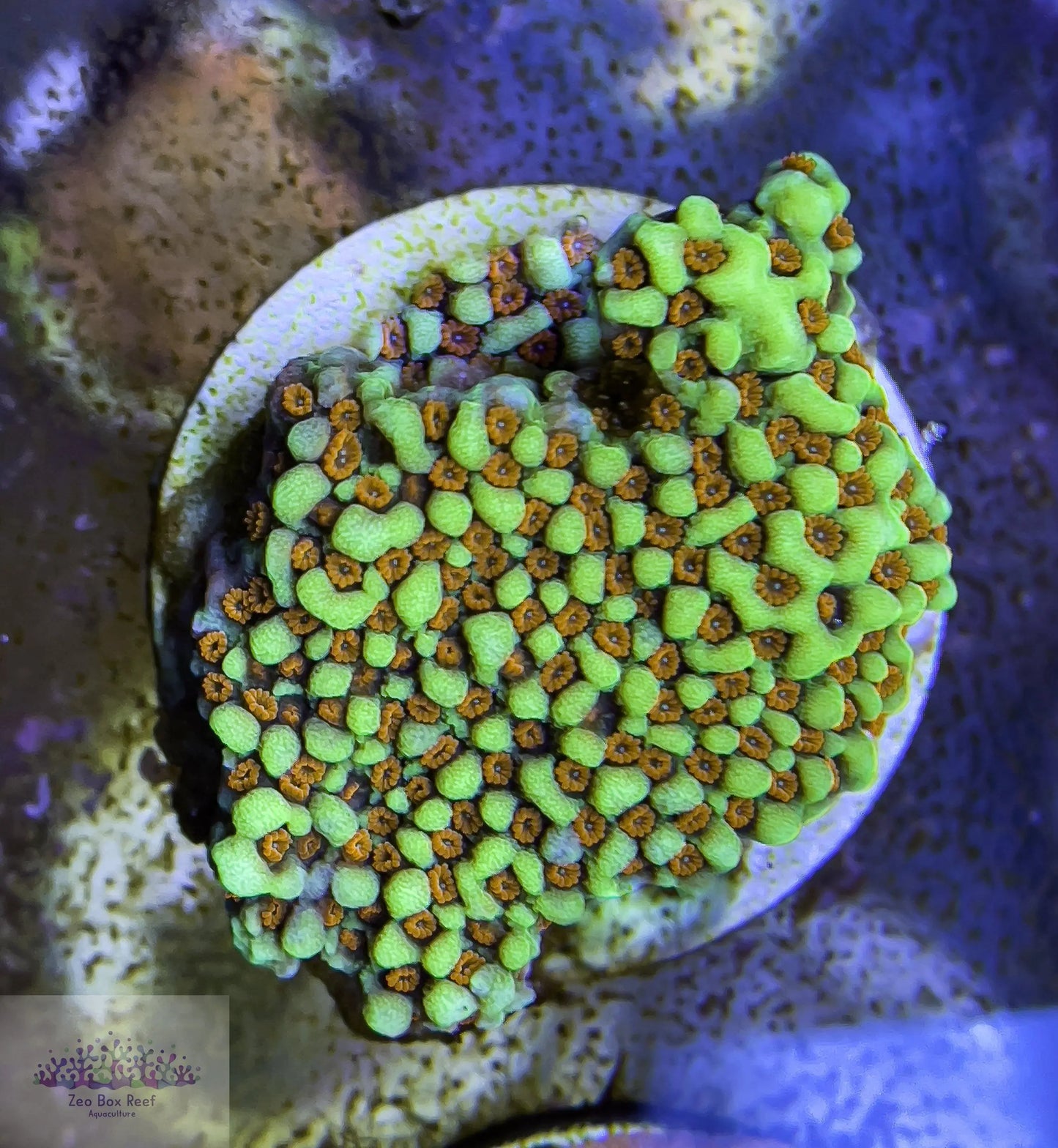 Montipora Coral- SPS Frag- Chilli Pepper Monti Montipora Coral- SPS Frag- Chilli Pepper Monti Montipora Coral- SPS Frag- Chilli Pepper Monti Zeo Box Reef