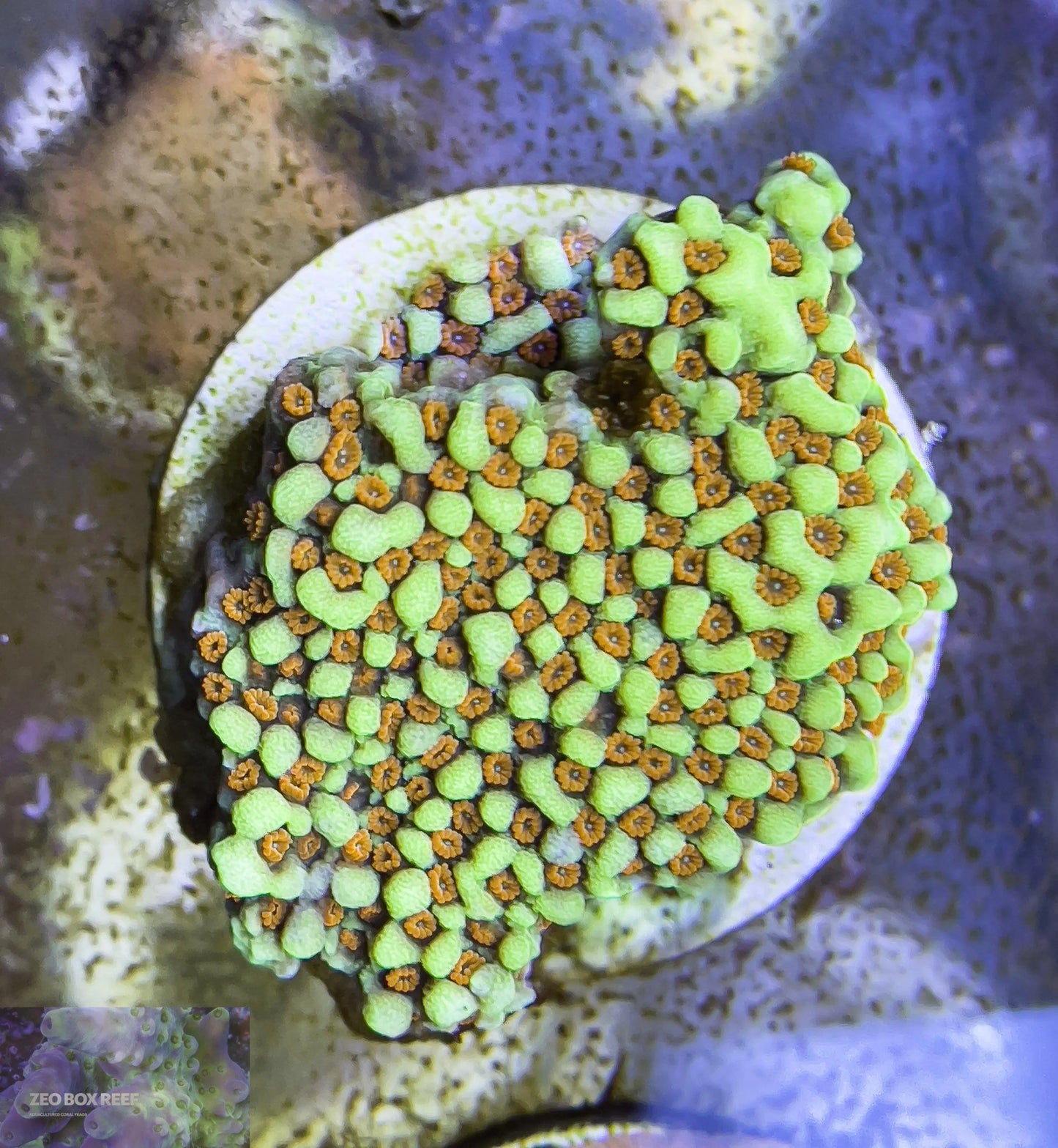 Montipora Coral- SPS Frag- Chilli Pepper Monti Montipora Coral- SPS Frag- Chilli Pepper Monti Montipora Coral- SPS Frag- Chilli Pepper Monti Zeo Box Reef