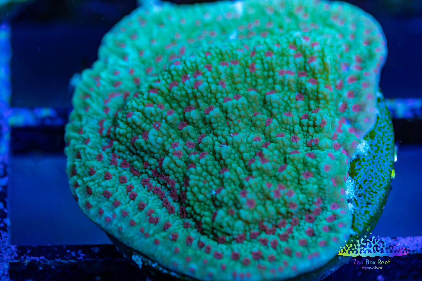 Montipora Coral- SPS Frag- Green Base Purple Polyps Montipora Coral- SPS Frag- Green Base Purple Polyps SPS Montipora Coral- SPS Frag- Green Base Purple Polyps Zeo Box Reef