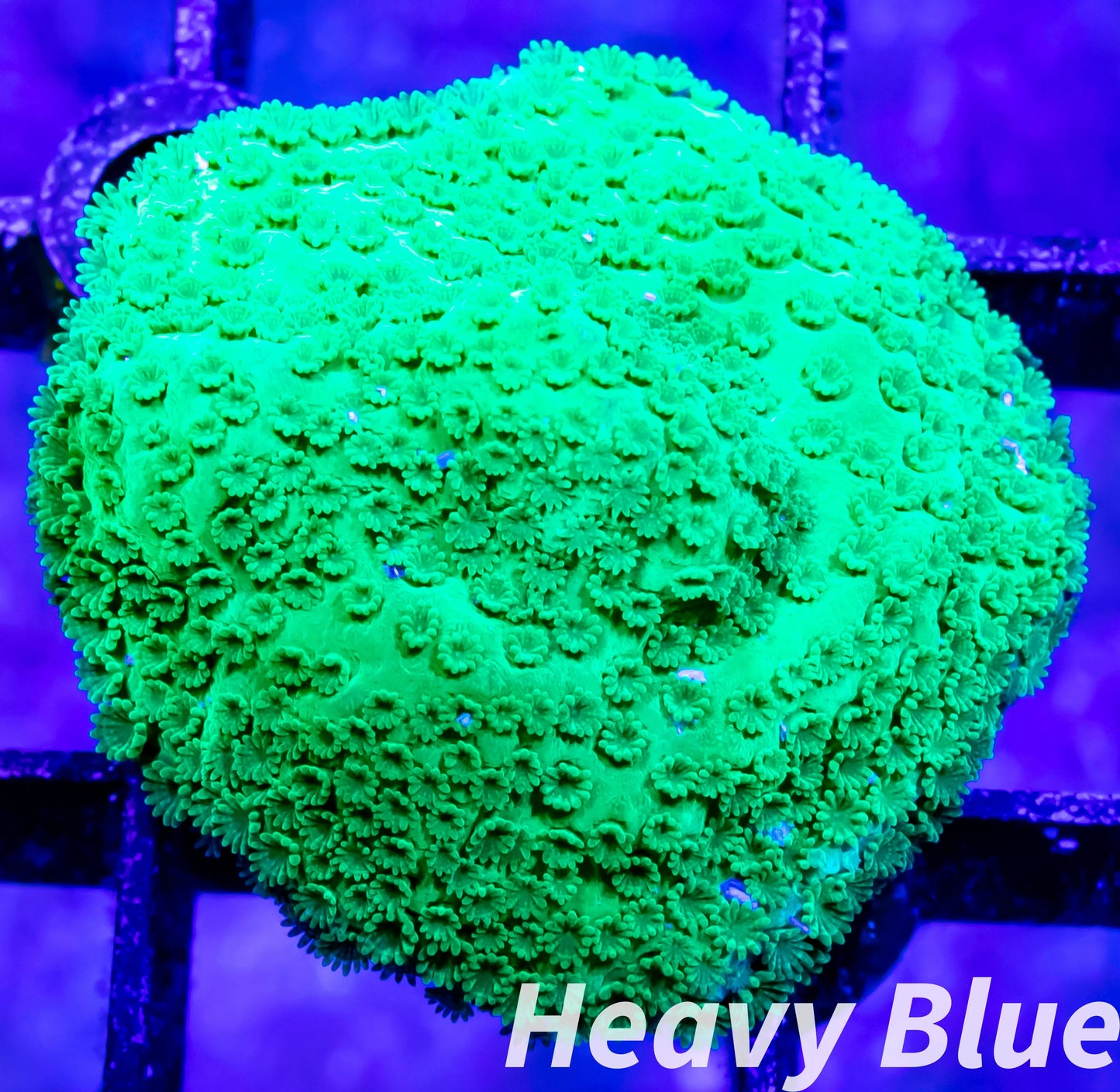 Montipora Coral- SPS Frag- Green Plating Monti WYSIWYG Montipora Coral- SPS Frag- Green Plating Monti WYSIWYG SPS Montipora Coral- SPS Frag- Green Plating Monti WYSIWYG Zeo Box Reef