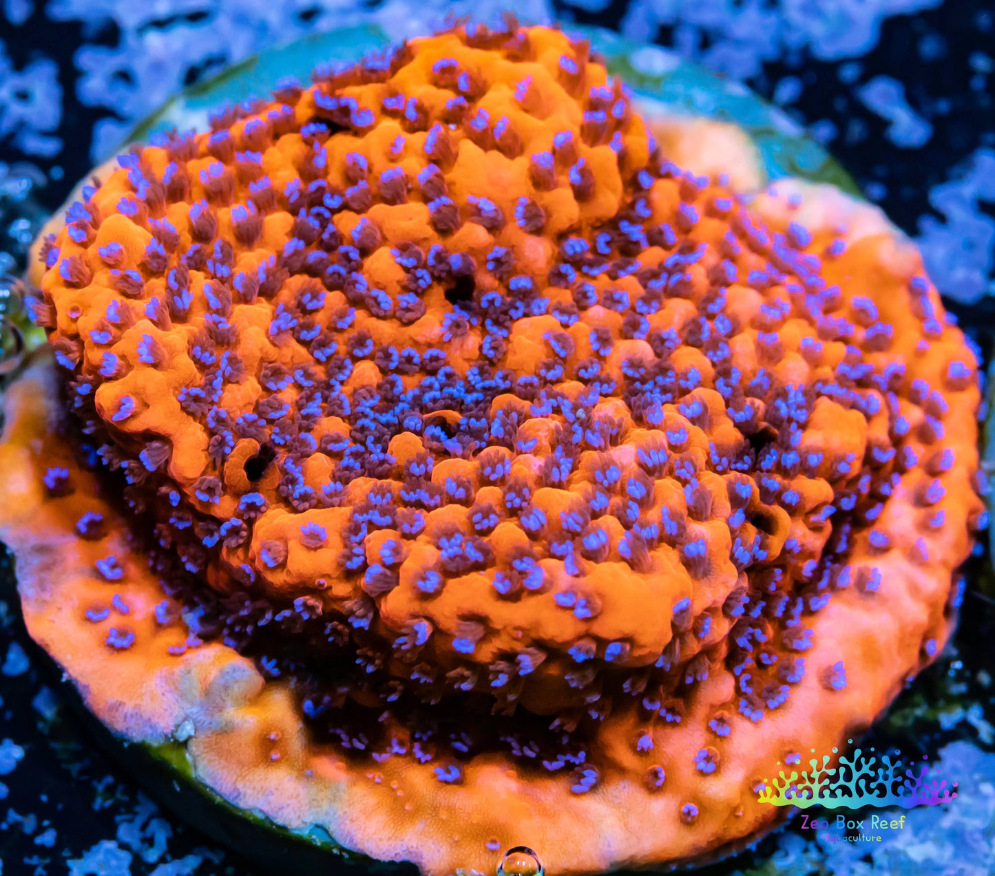 Montipora Coral- SPS Frag- Mystic Sunset Monti WYSIWYG Montipora Coral- SPS Frag- Mystic Sunset Monti WYSIWYG SPS Montipora Coral- SPS Frag- Mystic Sunset Monti WYSIWYG Zeo Box Reef