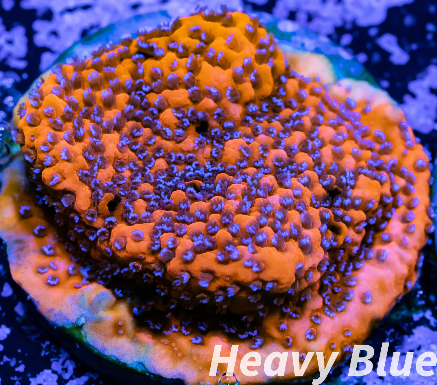 Montipora Coral- SPS Frag- Mystic Sunset Monti WYSIWYG Montipora Coral- SPS Frag- Mystic Sunset Monti WYSIWYG SPS Montipora Coral- SPS Frag- Mystic Sunset Monti WYSIWYG Zeo Box Reef