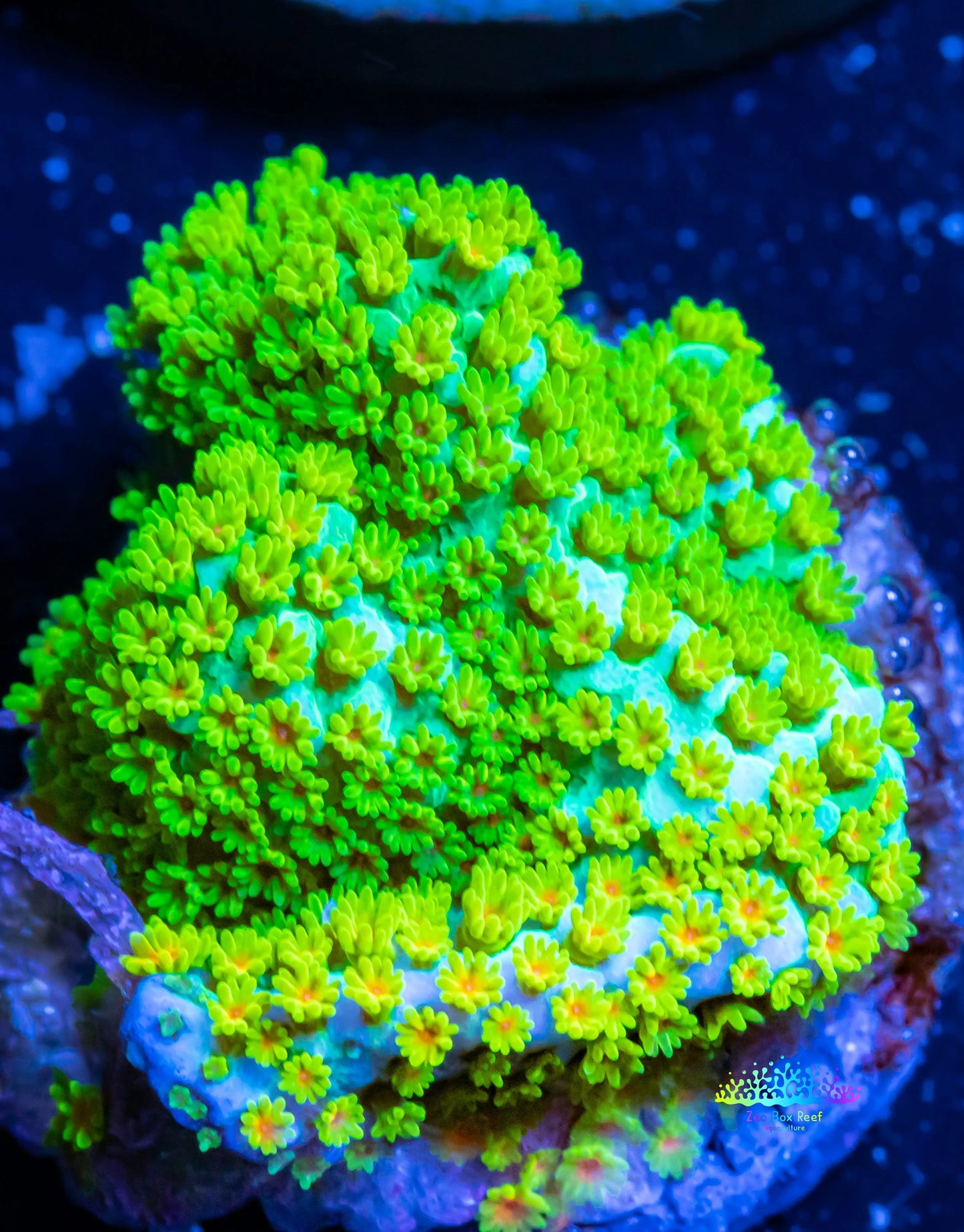Montipora Coral- SPS Frag- RainBow Monti Montipora Coral- SPS Frag- RainBow Monti SPS Montipora Coral- SPS Frag- RainBow Monti Zeo Box Reef