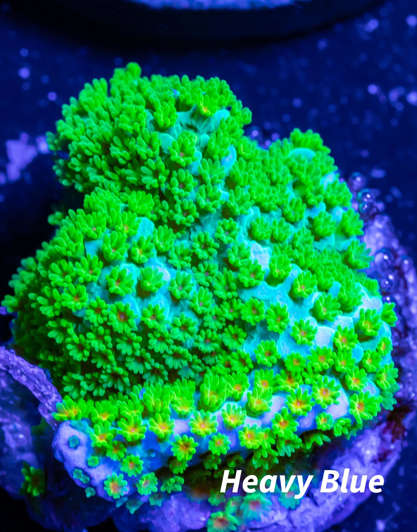 Montipora Coral- SPS Frag- RainBow Monti Montipora Coral- SPS Frag- RainBow Monti SPS Montipora Coral- SPS Frag- RainBow Monti Zeo Box Reef
