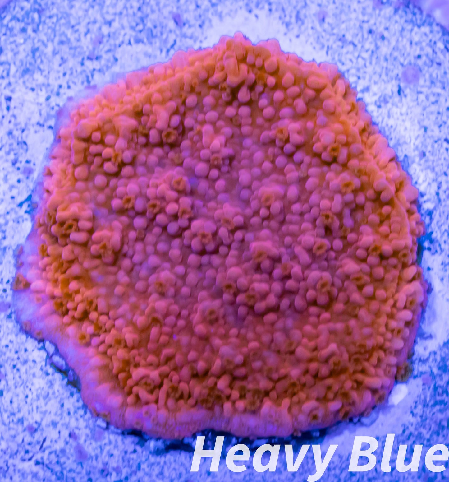Montipora Coral- SPS Frag- Red Monti Frag Montipora Coral- SPS Frag- Red Monti Frag SPS Montipora Coral- SPS Frag- Red Monti Frag Zeo Box Reef Aquaculture