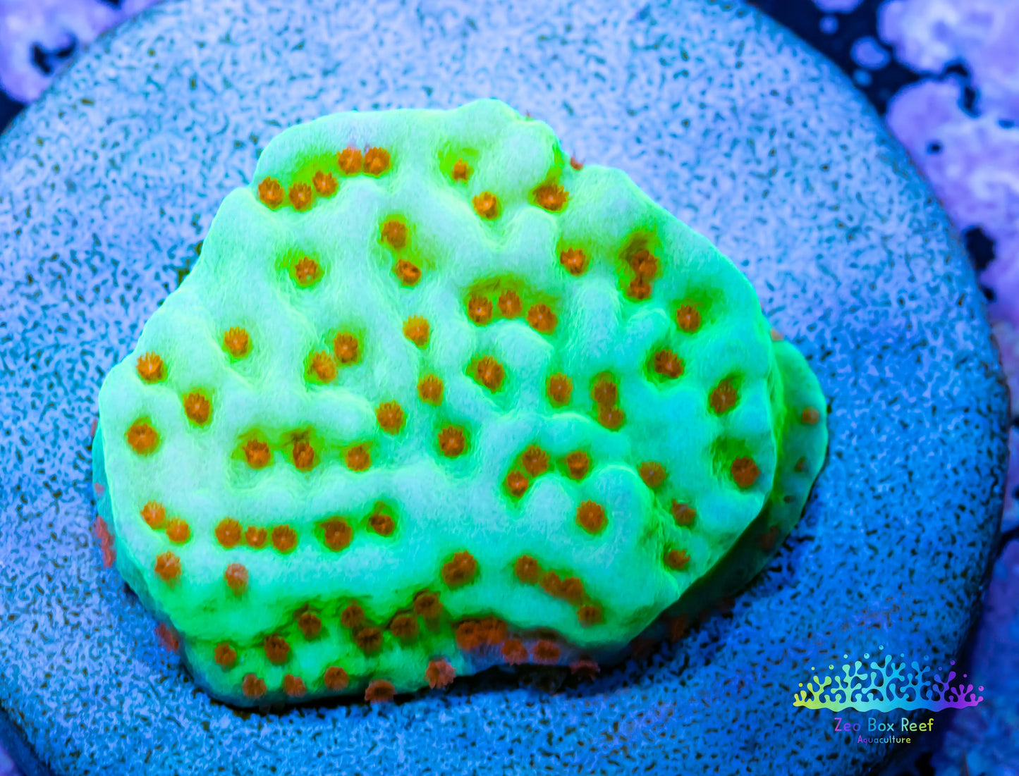 Montipora Coral- SPS Frag- Seasons Greetings Monti WYSIWYG Montipora Coral- SPS Frag- Seasons Greetings Monti WYSIWYG SPS Montipora Coral- SPS Frag- Seasons Greetings Monti WYSIWYG Zeo Box Reef