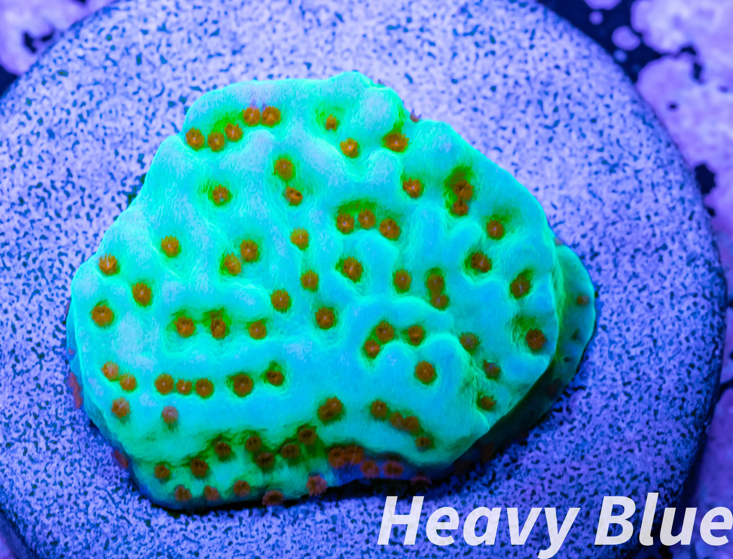 Montipora Coral- SPS Frag- Seasons Greetings Monti WYSIWYG Montipora Coral- SPS Frag- Seasons Greetings Monti WYSIWYG SPS Montipora Coral- SPS Frag- Seasons Greetings Monti WYSIWYG Zeo Box Reef