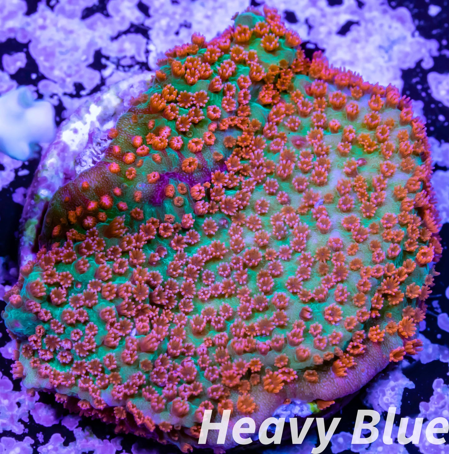 Montipora Coral- SPS Frag- Tickled Pink Monti Montipora Coral- SPS Frag- Tickled Pink Monti SPS Montipora Coral- SPS Frag- Tickled Pink Monti Zeo Box Reef