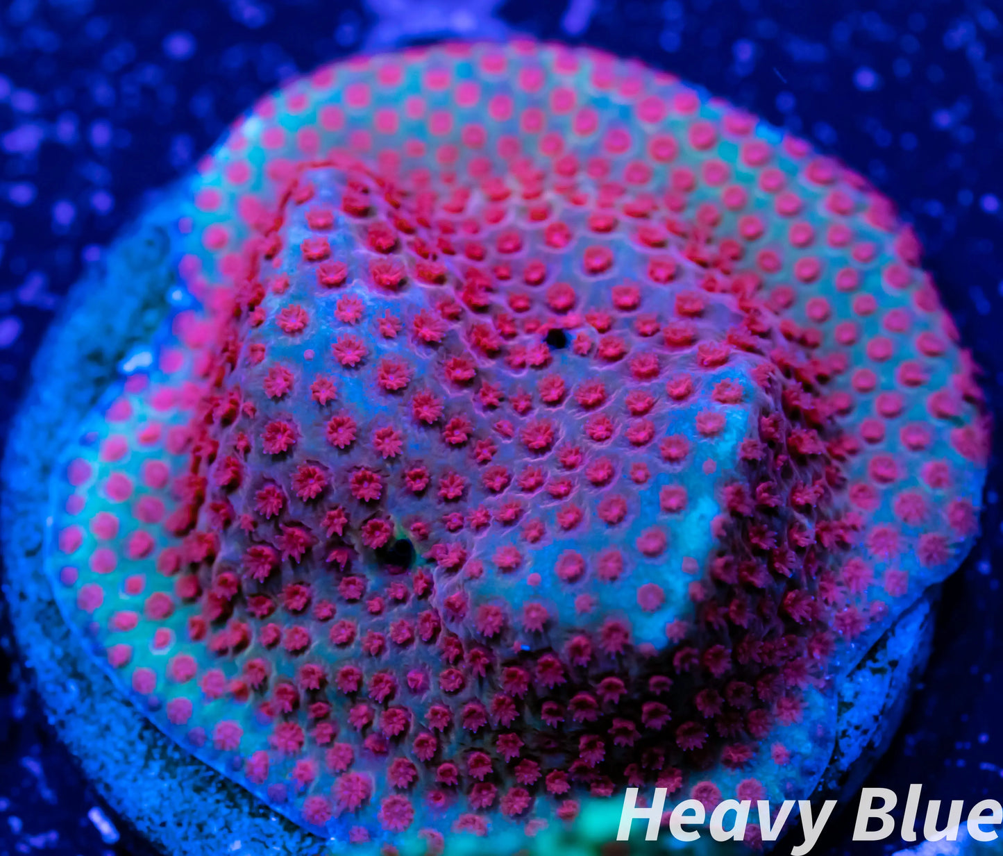 Porites Coral- SPS Frag- WYSIWYG Porites Coral- SPS Frag- WYSIWYG SPS Porites Coral- SPS Frag- WYSIWYG Zeo Box Reef