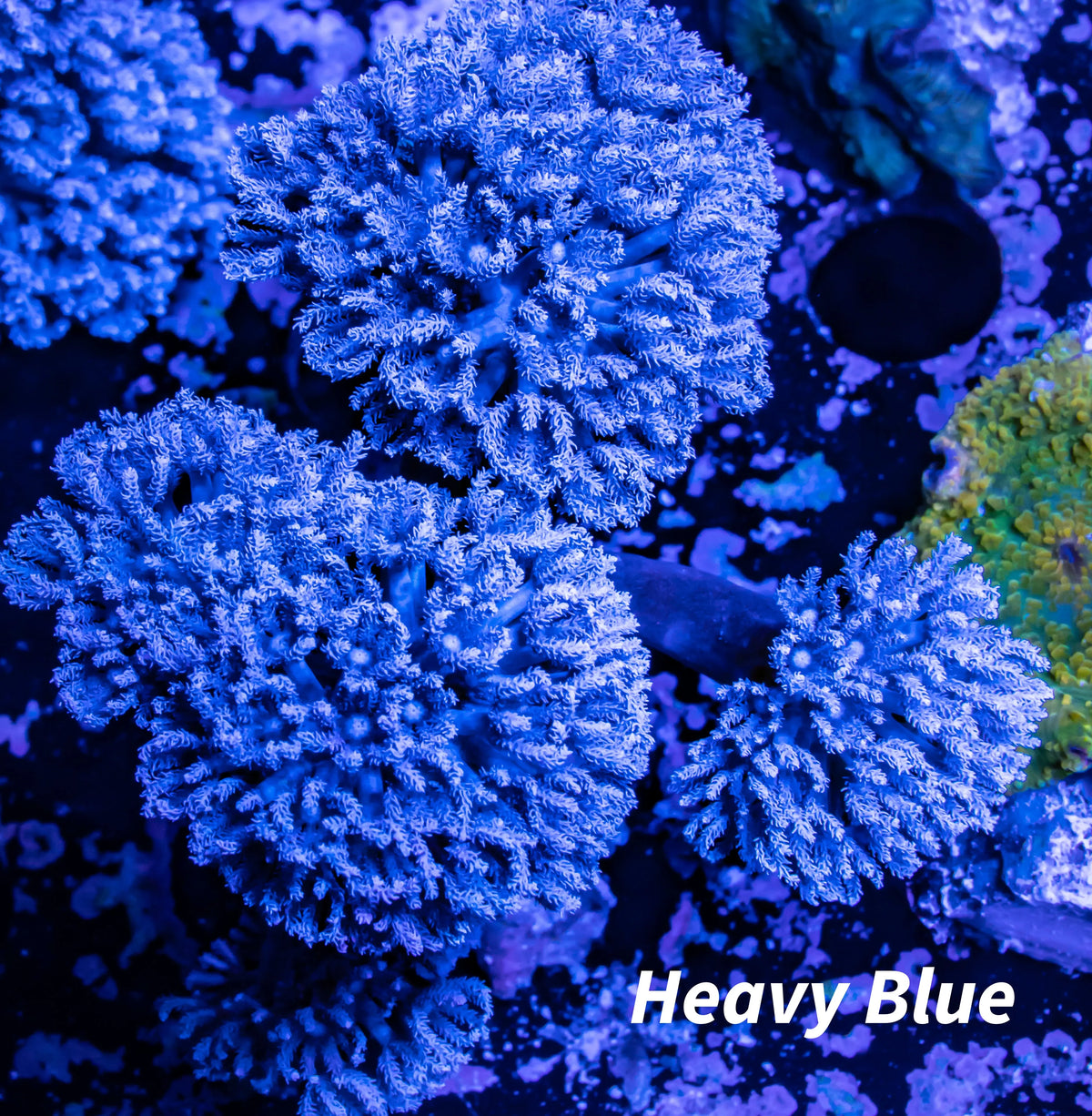 Pulsing Xenia Coral WYSIWYG 5cm Pulsing Xenia Coral WYSIWYG 5cm Soft Coral Pulsing Xenia Coral WYSIWYG 5cm Zeo Box Reef