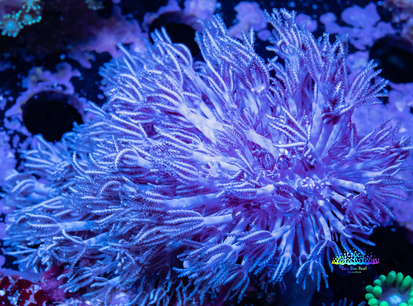 Pulsing Xenia Coral WYSIWYG 7cm Pulsing Xenia Coral WYSIWYG 7cm Soft Coral Pulsing Xenia Coral WYSIWYG 7cm Zeo Box Reef