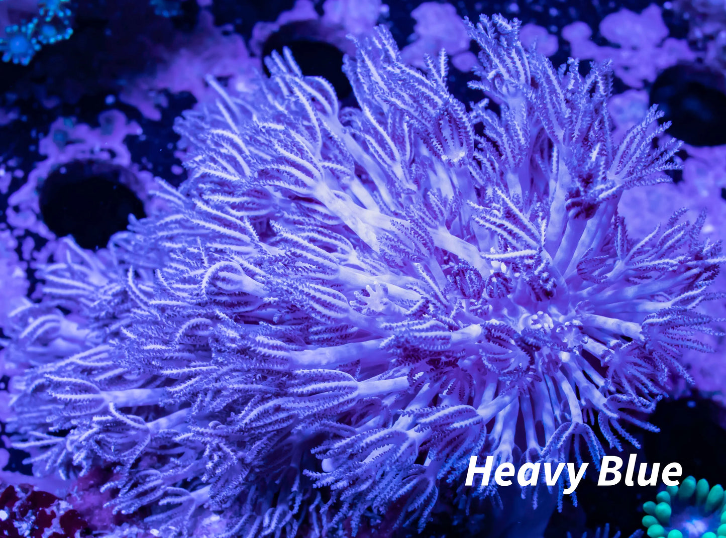 Pulsing Xenia Coral WYSIWYG 7cm Pulsing Xenia Coral WYSIWYG 7cm Soft Coral Pulsing Xenia Coral WYSIWYG 7cm Zeo Box Reef