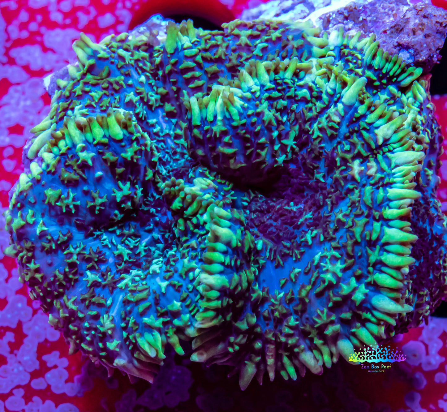 Rhodactis Mushroom Coral Rhodactis Mushroom Coral Animals & Pet Supplies Rhodactis Mushroom Coral Zeo Box Reef