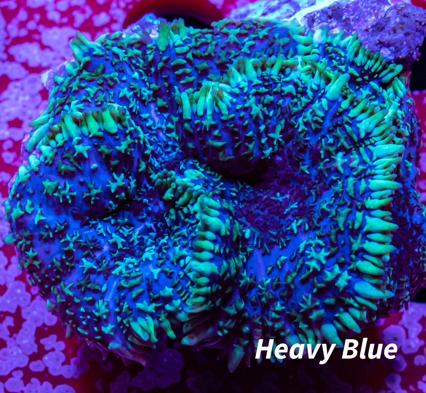 Rhodactis Mushroom Coral Rhodactis Mushroom Coral Animals & Pet Supplies Rhodactis Mushroom Coral Zeo Box Reef
