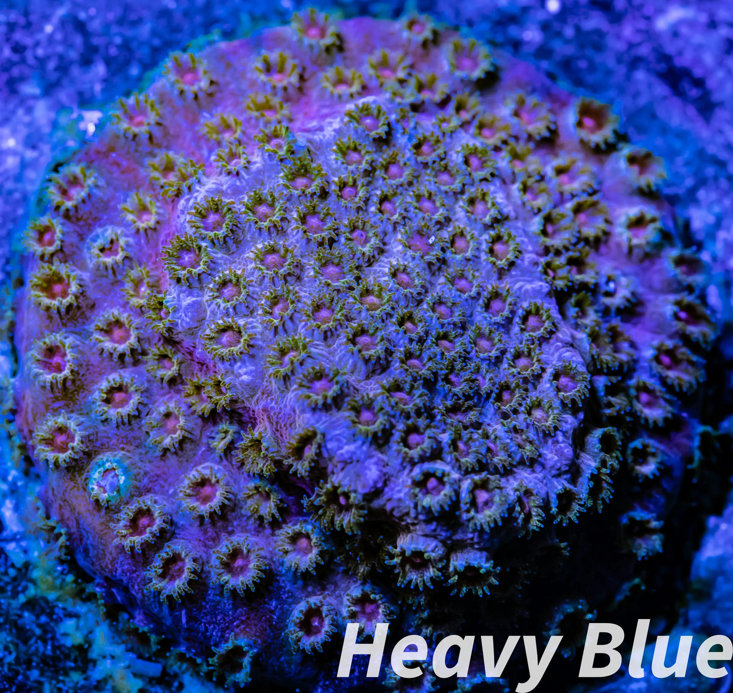 SPS Coral- Cyphastrea - Frag- WYSIWYG SPS Coral- Cyphastrea - Frag- WYSIWYG SPS SPS Coral- Cyphastrea - Frag- WYSIWYG Zeo Box Reef