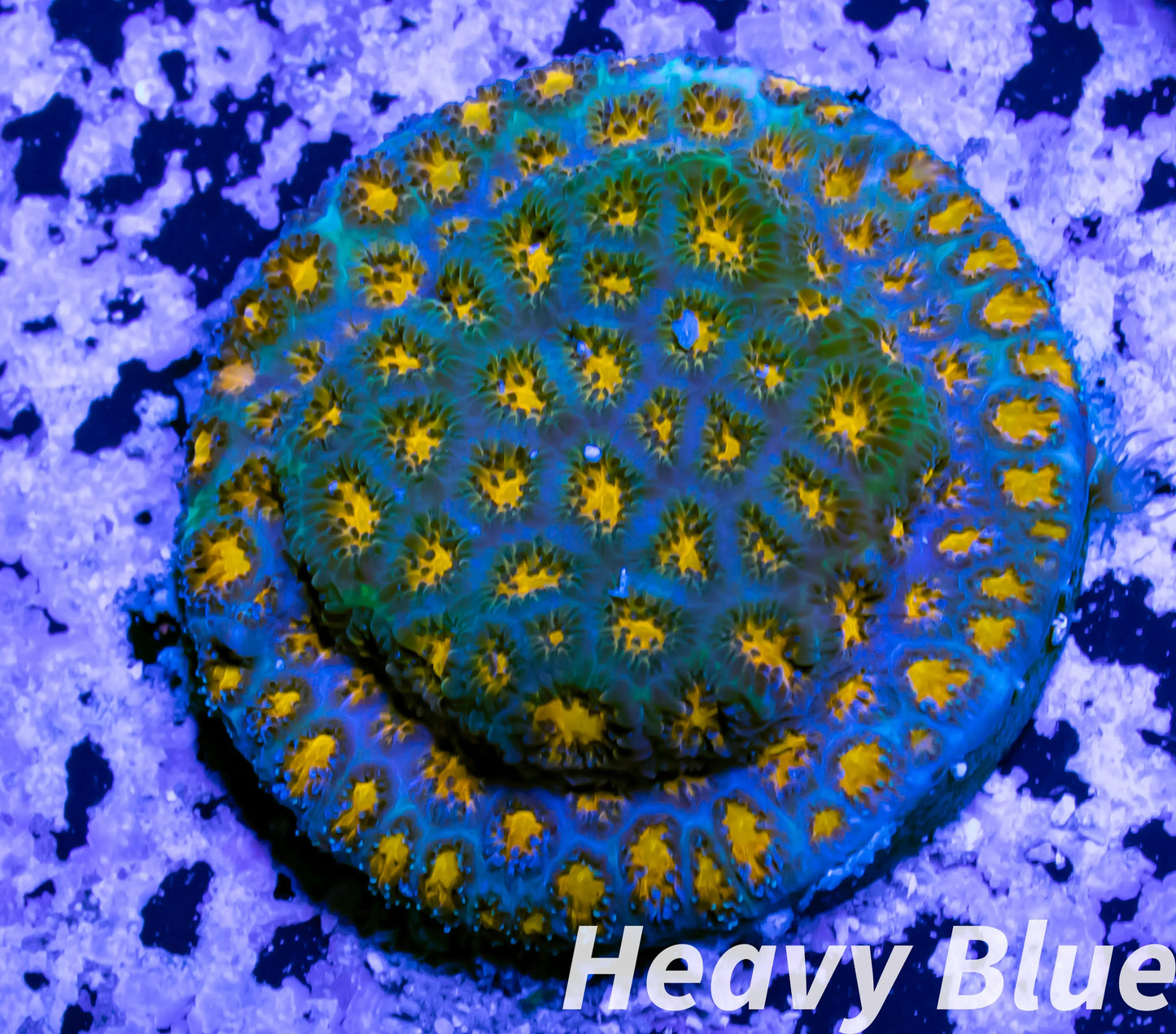 SPS Coral- Cyphastrea - Frag- WYSIWYG SPS Coral- Cyphastrea - Frag- WYSIWYG SPS SPS Coral- Cyphastrea - Frag- WYSIWYG Zeo Box Reef
