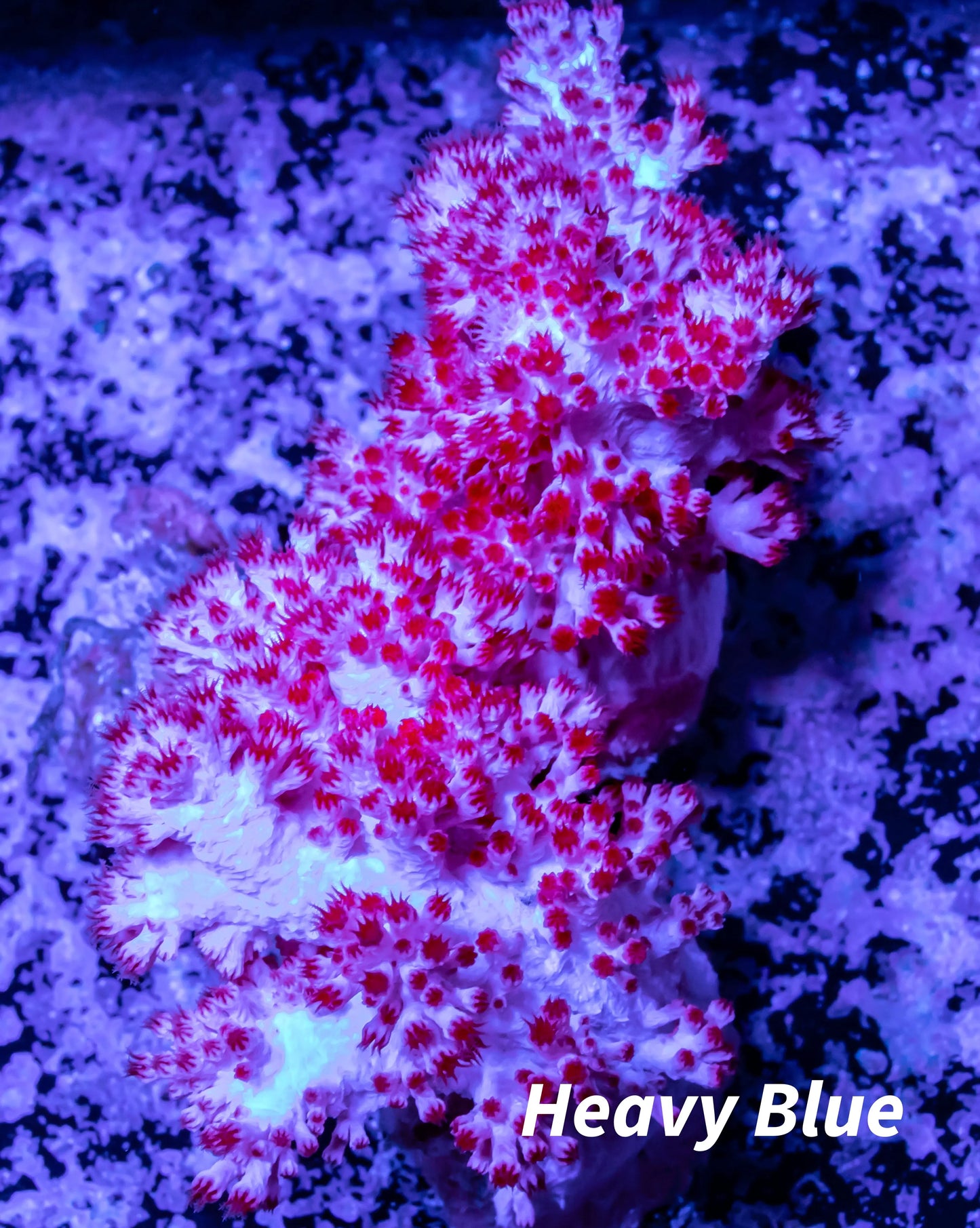 Soft Coral- Debdronephthya Coral WYSIWYG 10cm Soft Coral- Debdronephthya Coral WYSIWYG 10cm Soft Coral Soft Coral- Debdronephthya Coral WYSIWYG 10cm Zeo Box Reef