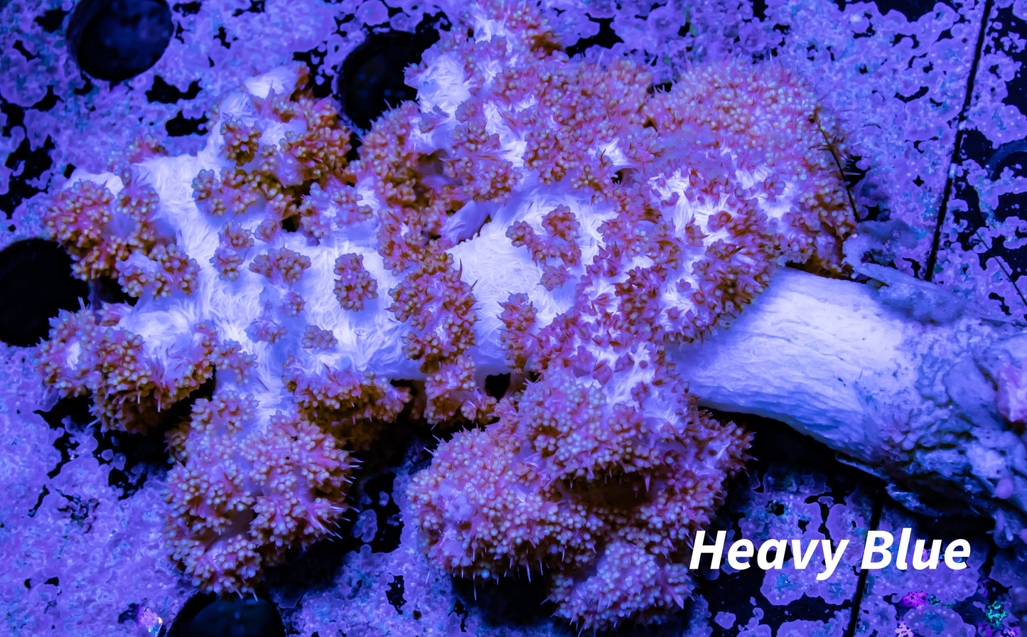 Soft Coral- Debdronephthya Coral WYSIWYG 13cm Soft Coral- Debdronephthya Coral WYSIWYG 13cm Soft Coral Soft Coral- Debdronephthya Coral WYSIWYG 13cm Zeo Box Reef