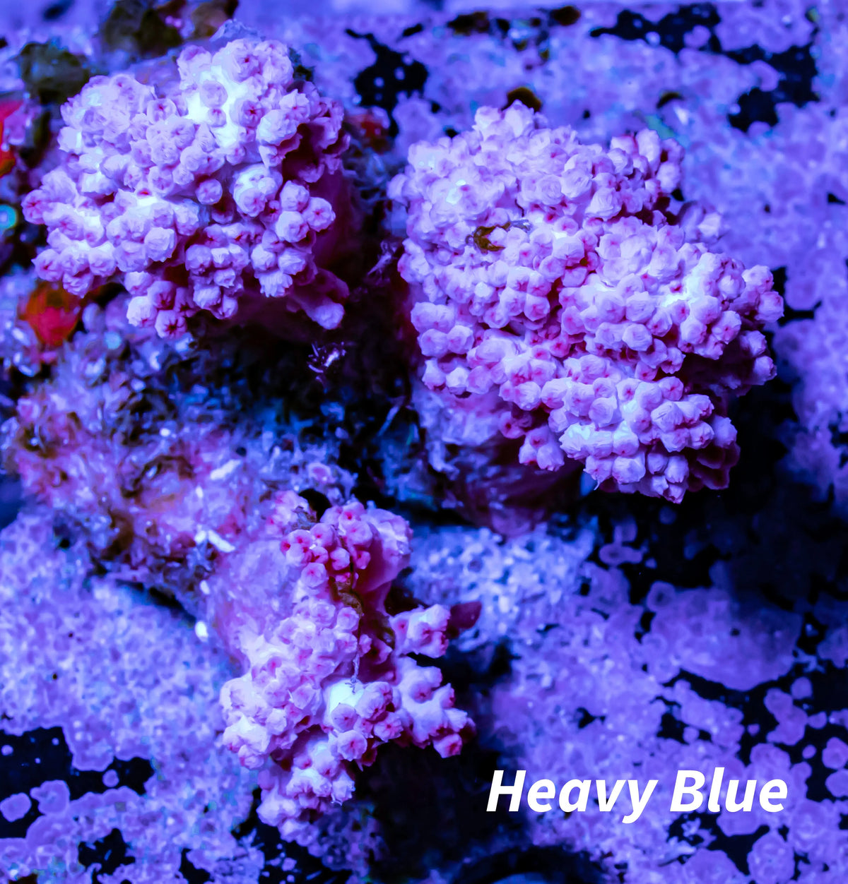 Soft Coral- Debdronephthya Coral WYSIWYG 7cm Soft Coral- Debdronephthya Coral WYSIWYG 7cm Soft Coral Soft Coral- Debdronephthya Coral WYSIWYG 7cm Zeo Box Reef