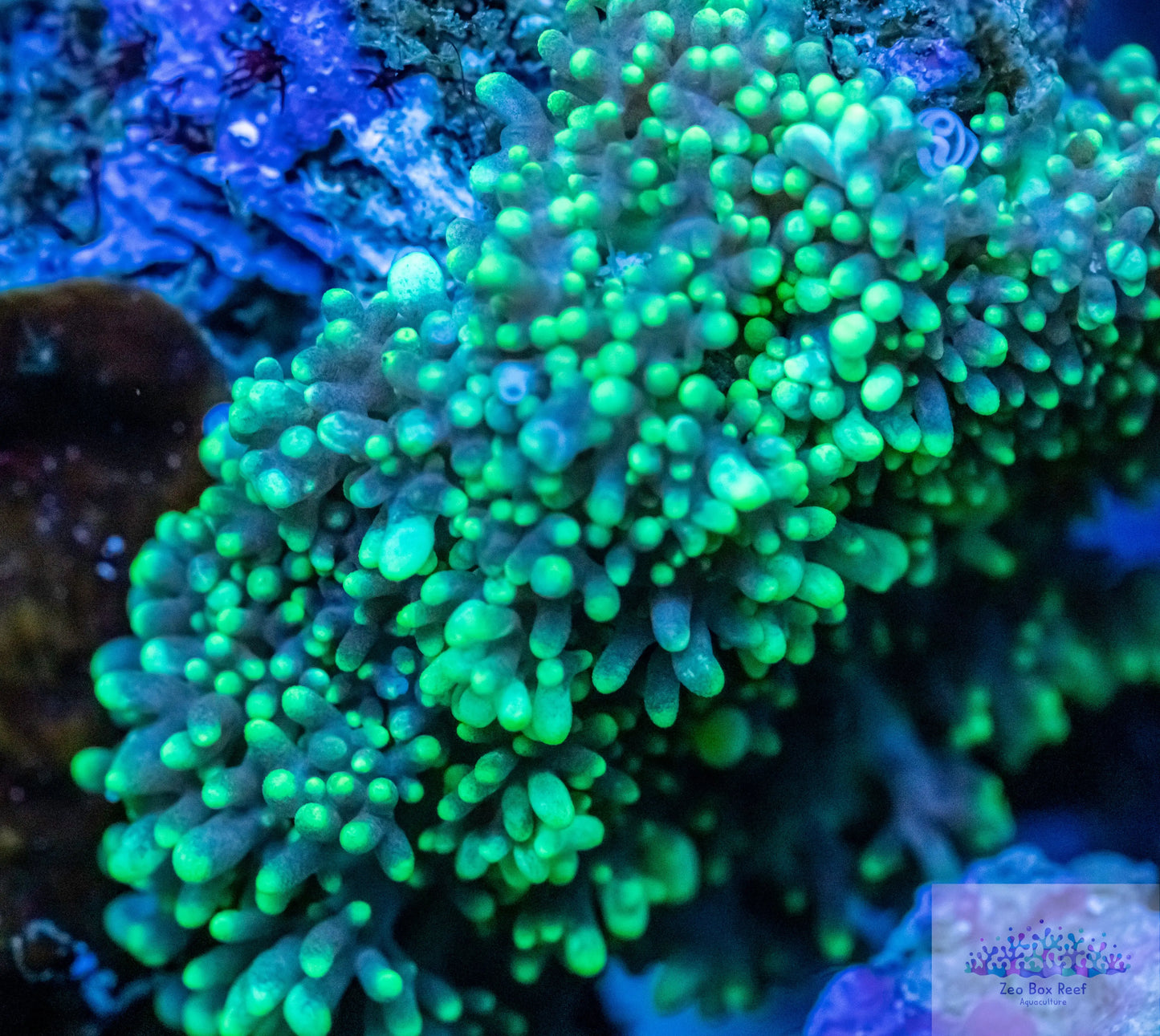 Soft Coral- Green Morphs Soft Coral- Green Morphs Soft Coral Soft Coral- Green Morphs Zeo Box Reef