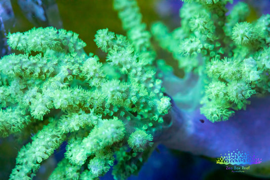 Soft Coral- Leather Coral - Sinularia - Finger Coral - Toxic Green 15cm Soft Coral- Leather Coral - Sinularia - Finger Coral - Toxic Green 15cm Soft Coral Soft Coral- Leather Coral - Sinularia - Finger Coral - Toxic Green 15cm Zeo Box Reef