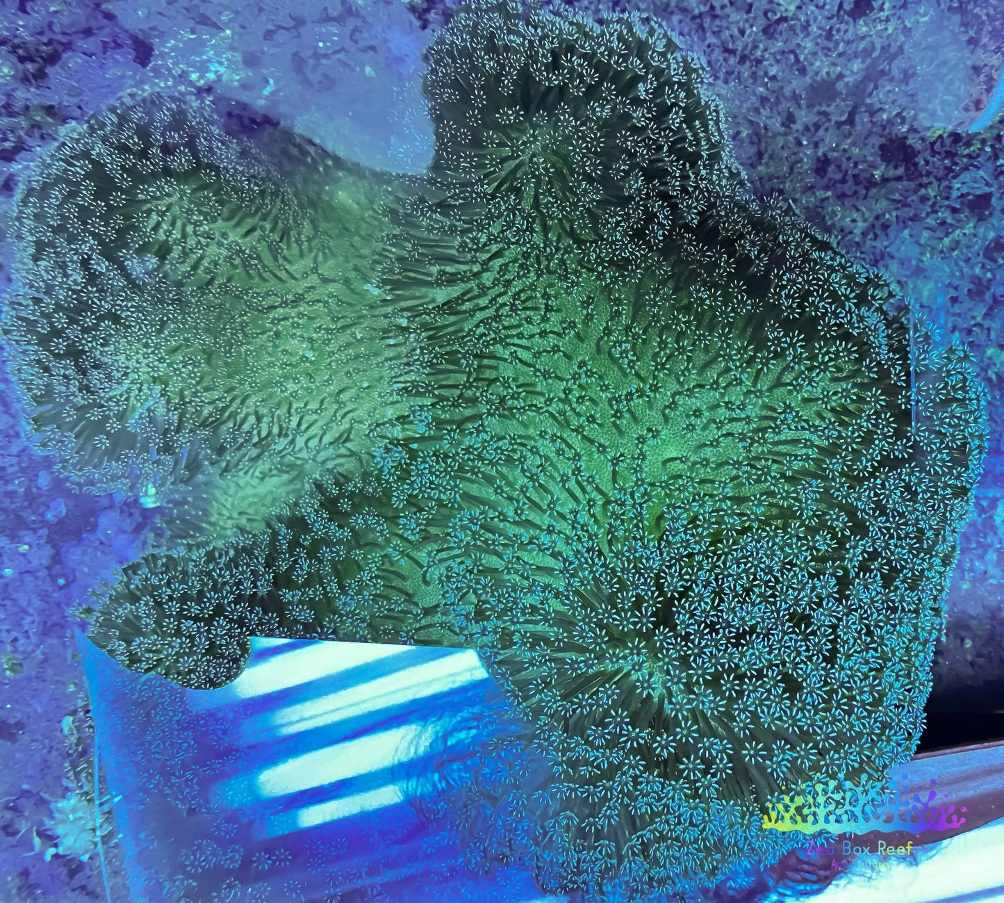 Soft Coral- Leather Coral- Green Polyp Toadstool - Large Soft Coral- Leather Coral- Green Polyp Toadstool - Large Soft Coral Soft Coral- Leather Coral- Green Polyp Toadstool - Large Zeo Box Reef