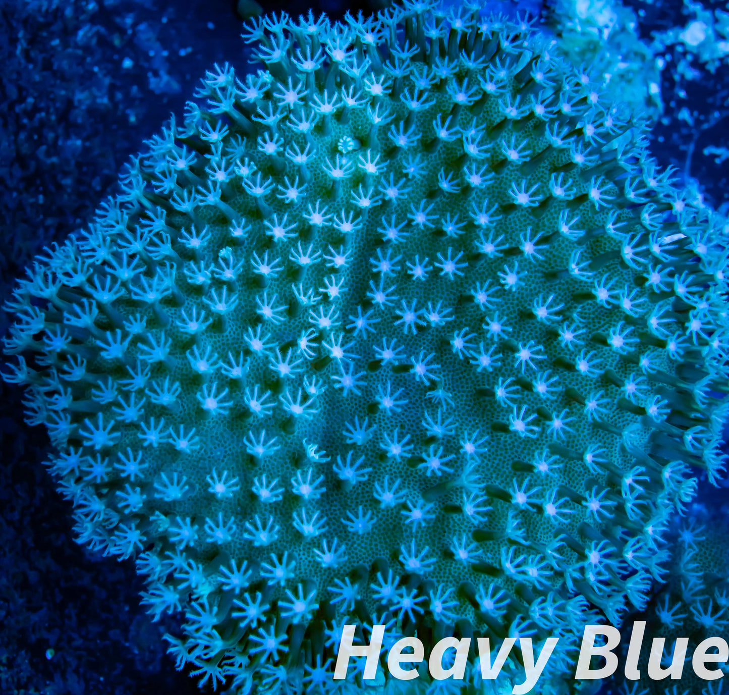 Soft Coral- Leather Coral- Green Polyp Toadstool 8cm Soft Coral- Leather Coral- Green Polyp Toadstool 8cm Soft Coral Soft Coral- Leather Coral- Green Polyp Toadstool 8cm Zeo Box Reef